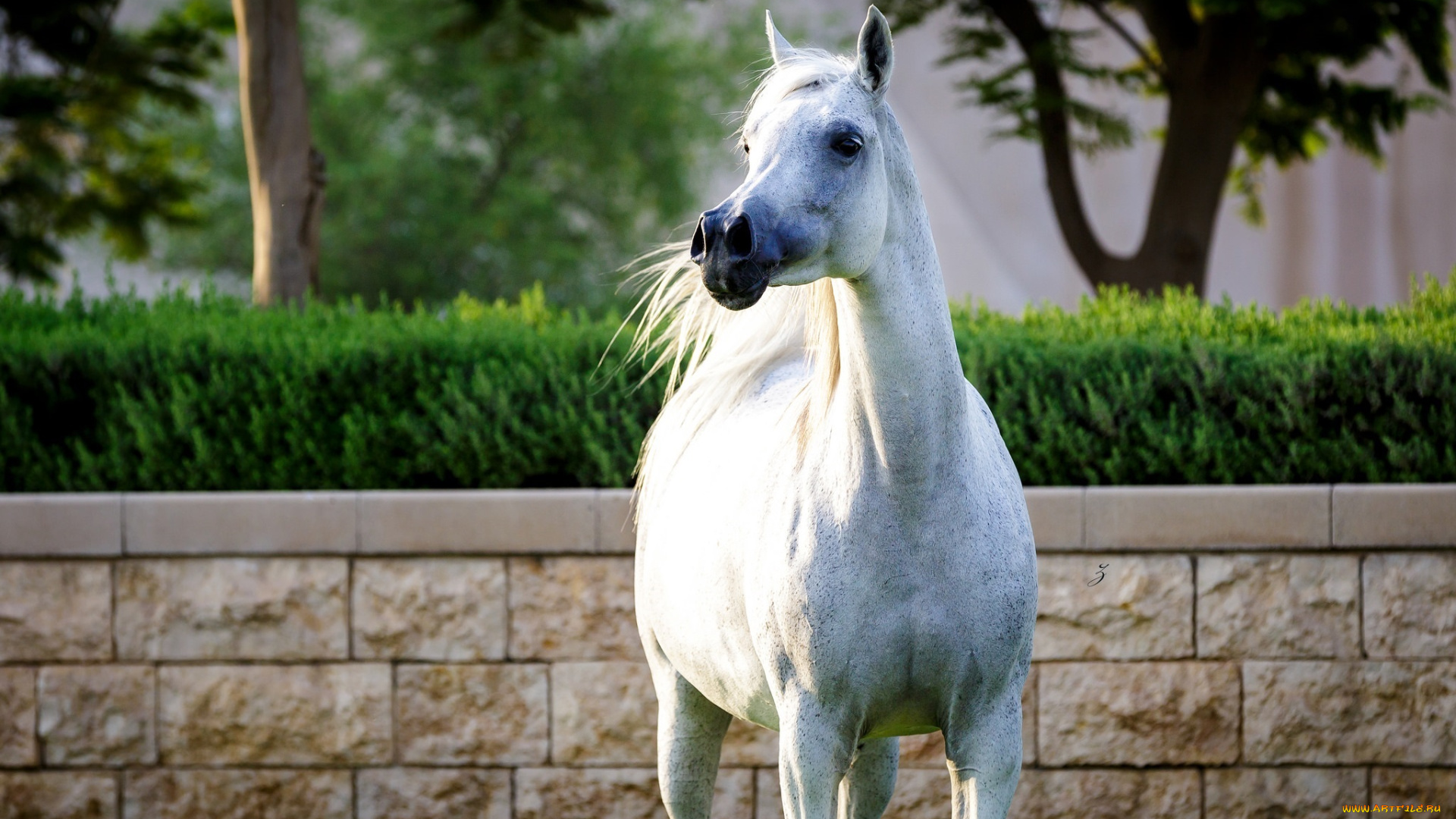 животные, лошади, белый, красавец, поза, гордый, конь