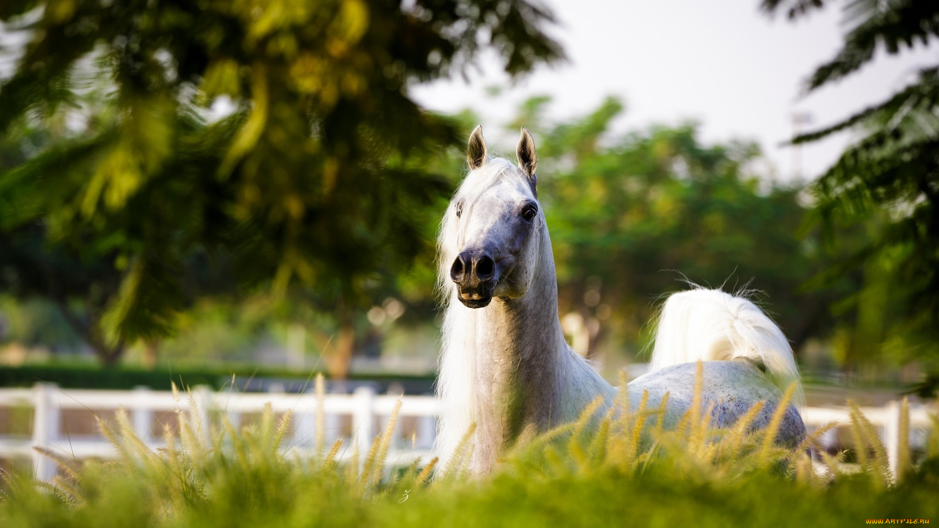 животные, лошади, грива, морда, трава, свет, позирует, серый, арабский, конь