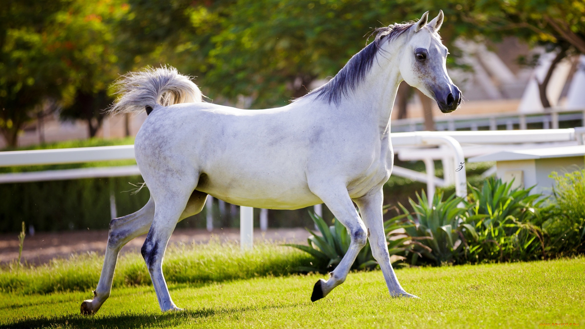 животные, лошади, хвост, грива, бег, серый, красавец, солнце, лето, свет, конь, загон, трава