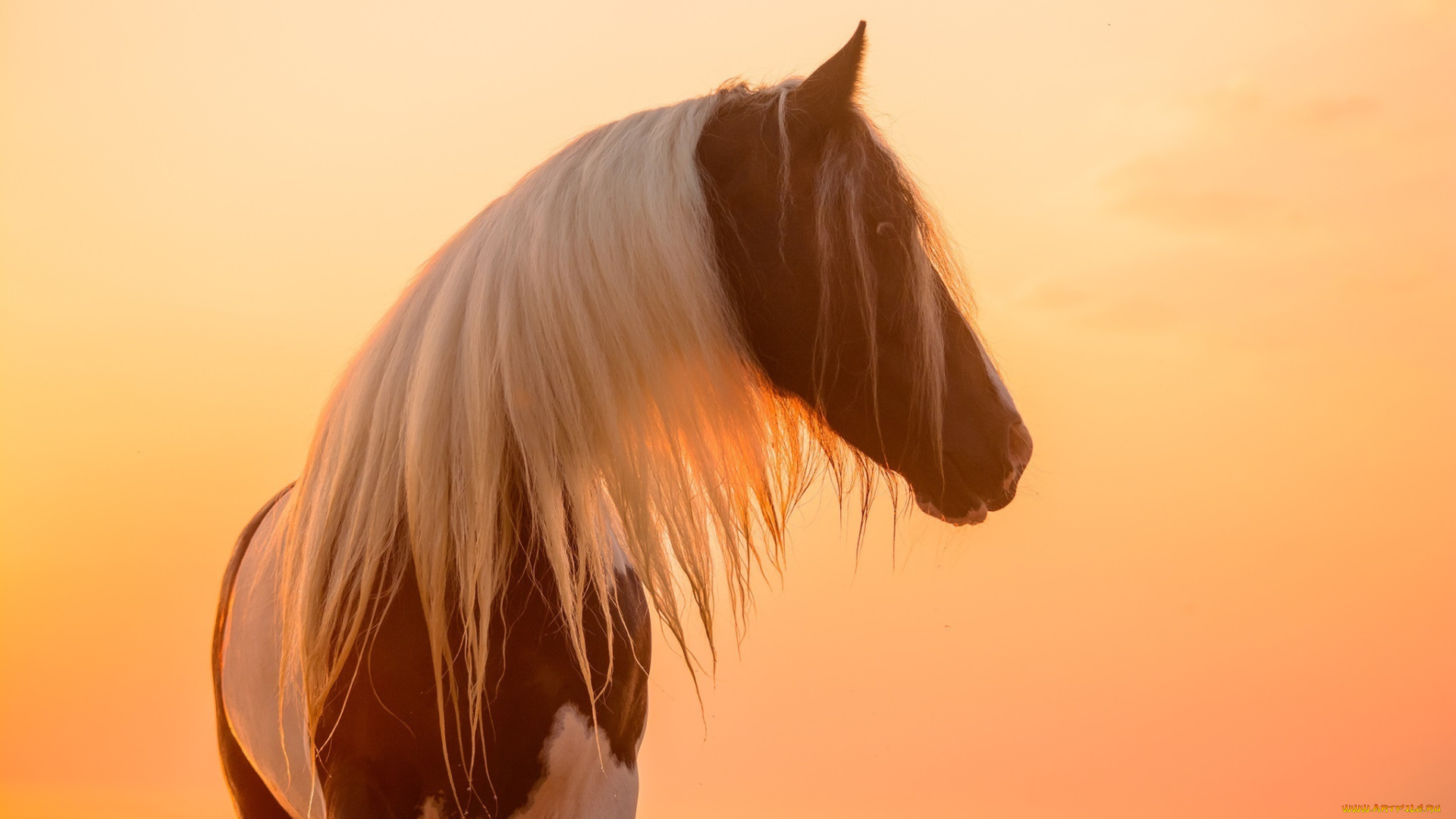 животные, лошади, профиль, закат, свет, солнце, позирует, морда, грива, красавец, пегий, окрас, конь
