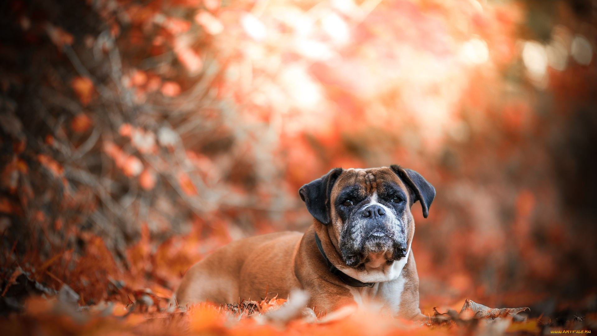 животные, собаки, природа, осень, листья, собака