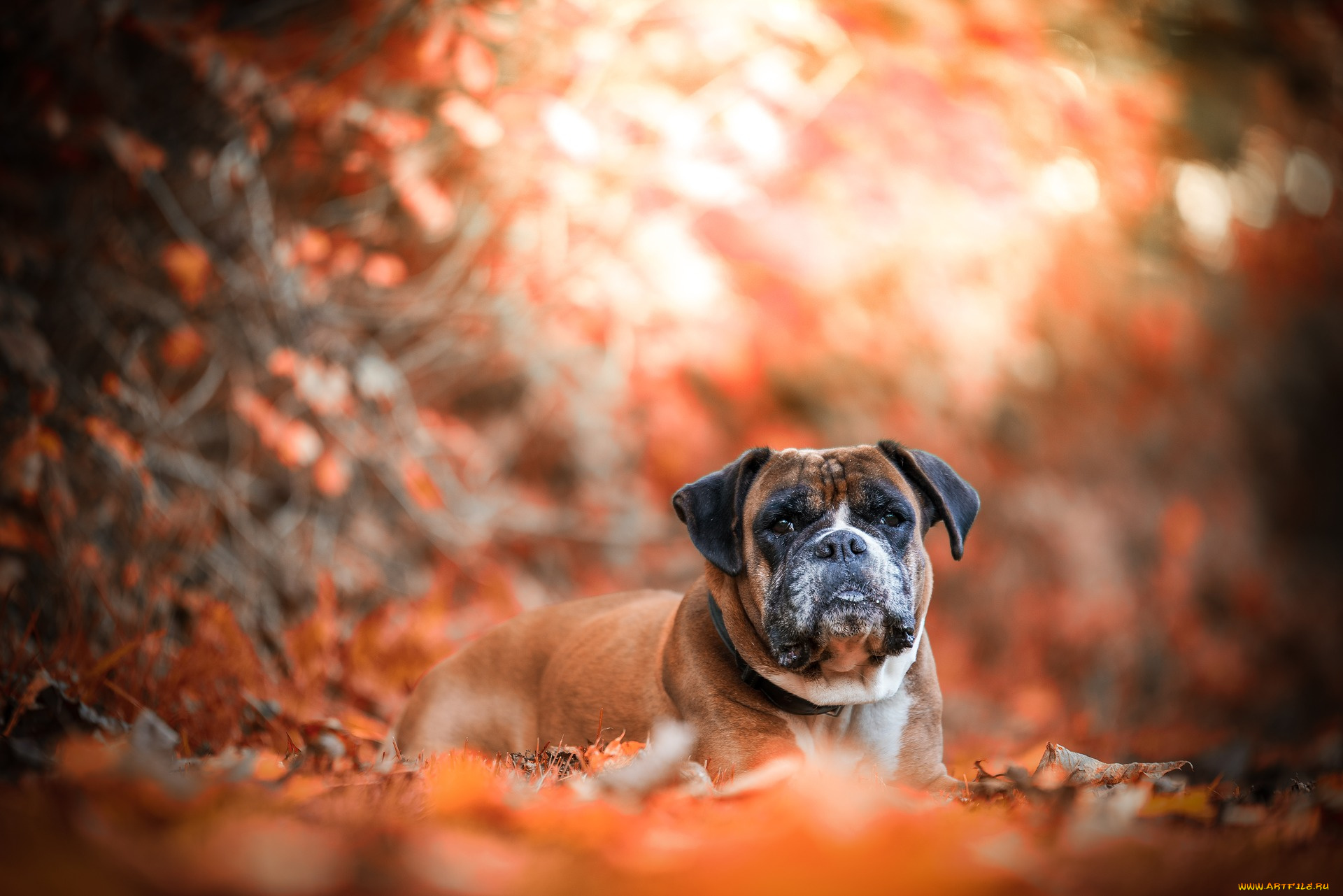животные, собаки, природа, осень, листья, собака