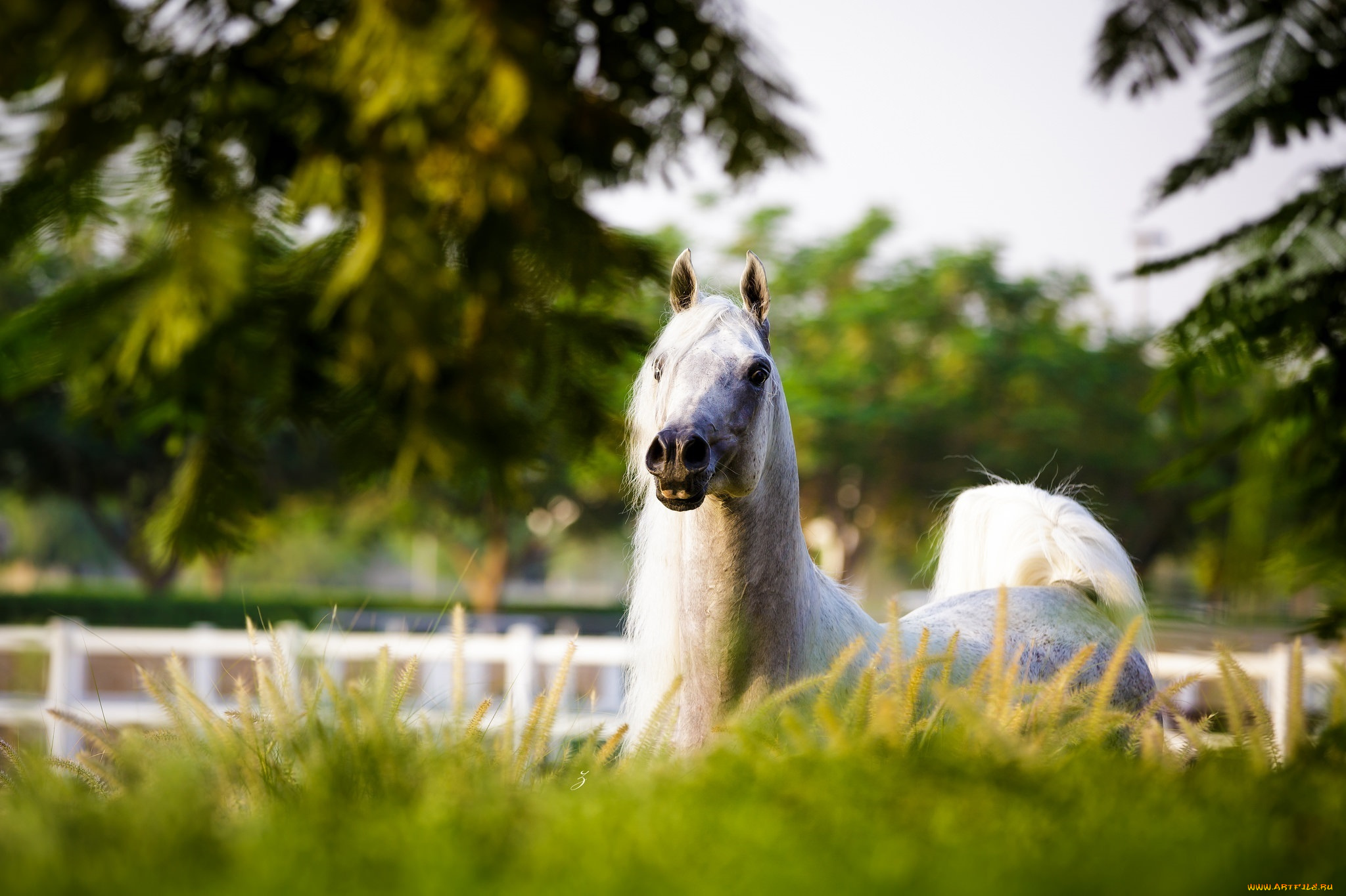 животные, лошади, грива, морда, трава, свет, позирует, серый, арабский, конь