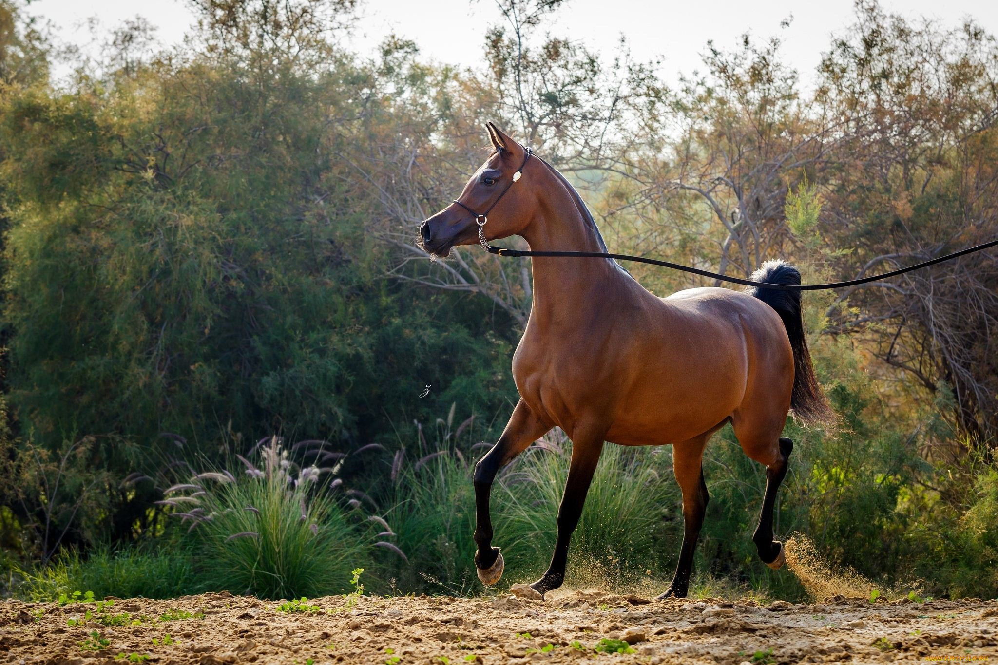 животные, лошади, позирует, движение, гнедой, арабский, жеребец, конь