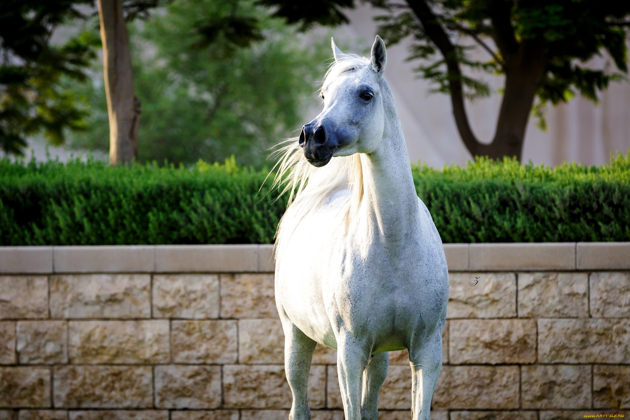 животные, лошади, белый, красавец, поза, гордый, конь