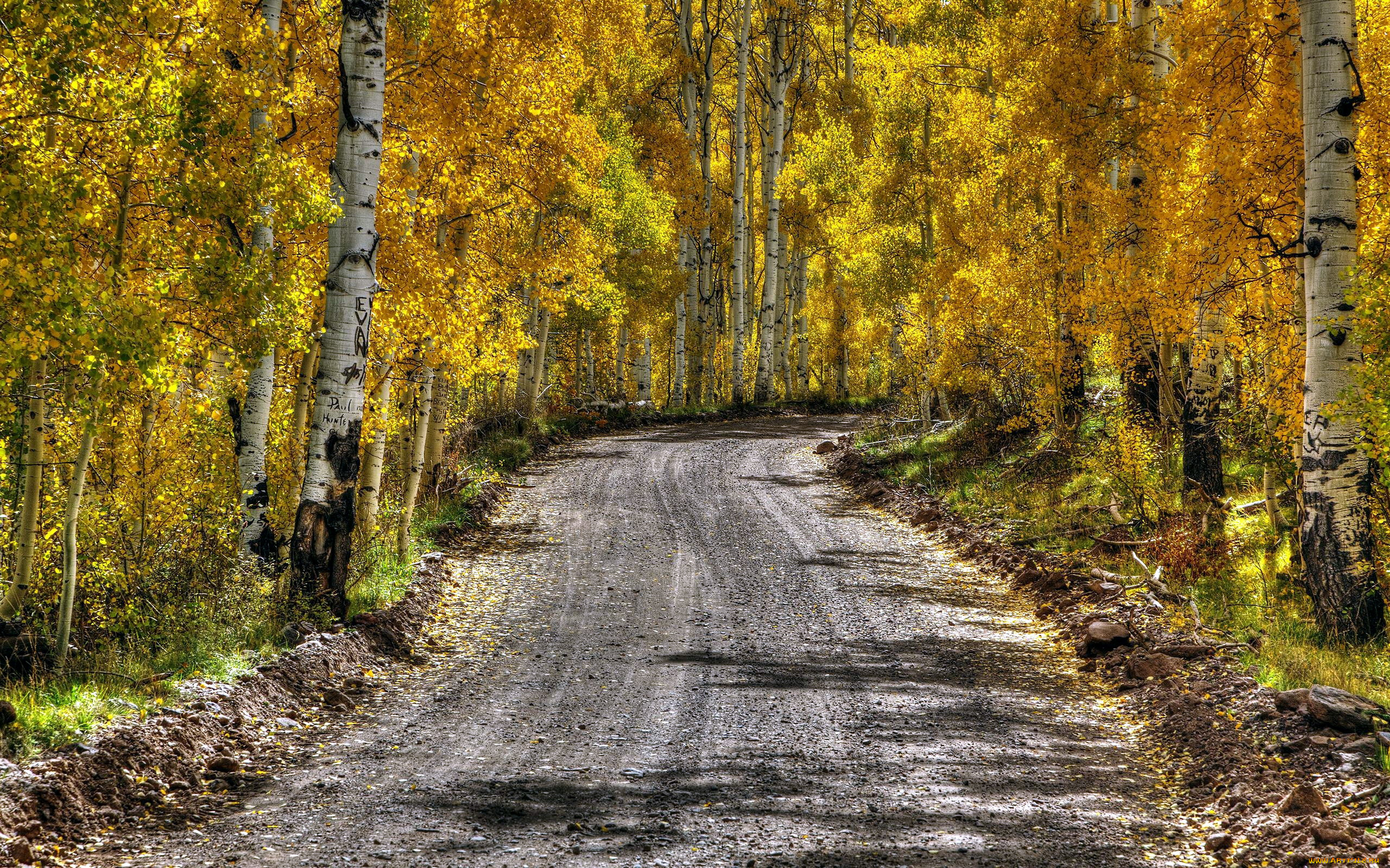 природа, дороги, дорога, березы, осень, проселочная