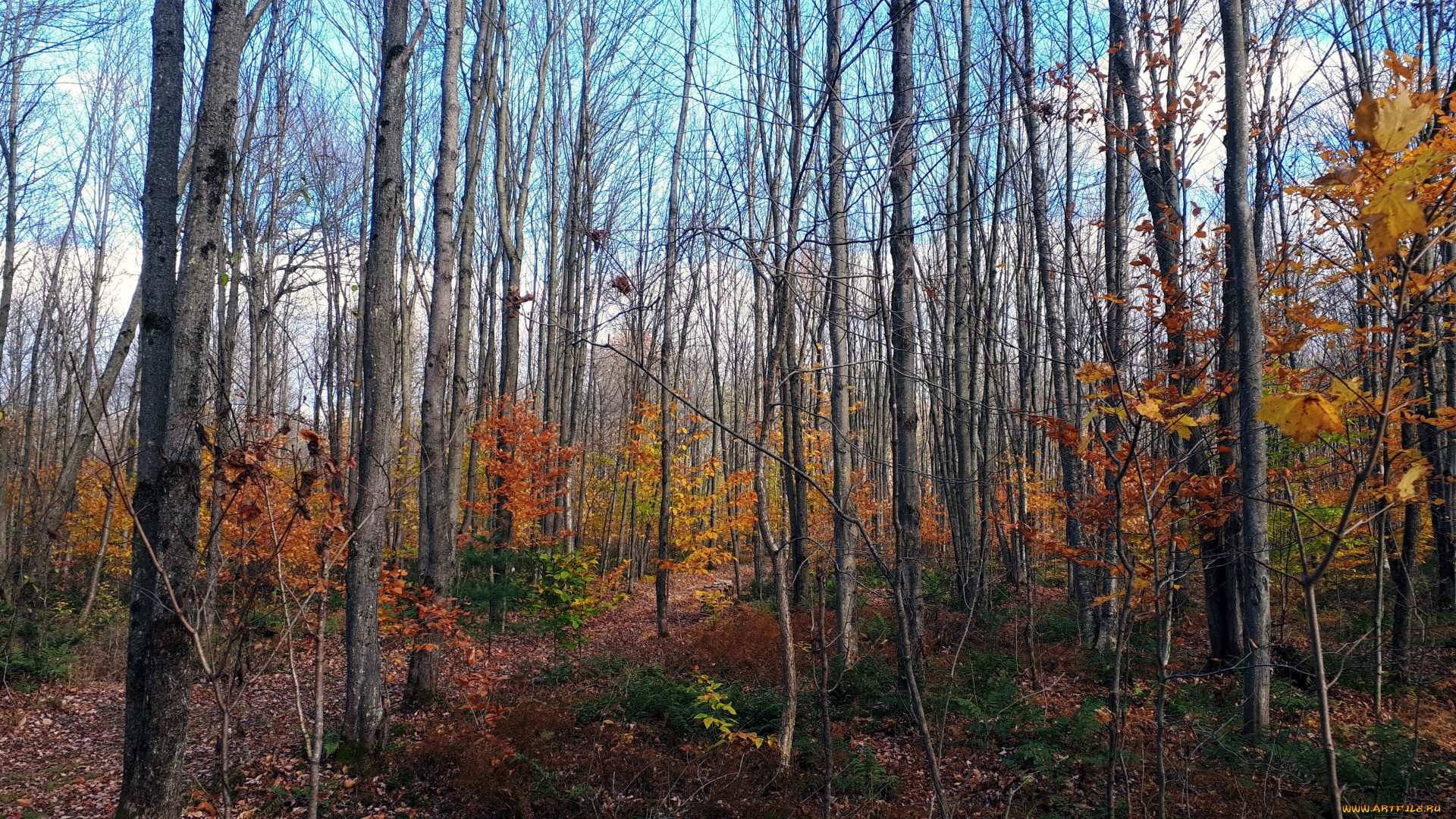 природа, лес, осень, листопад