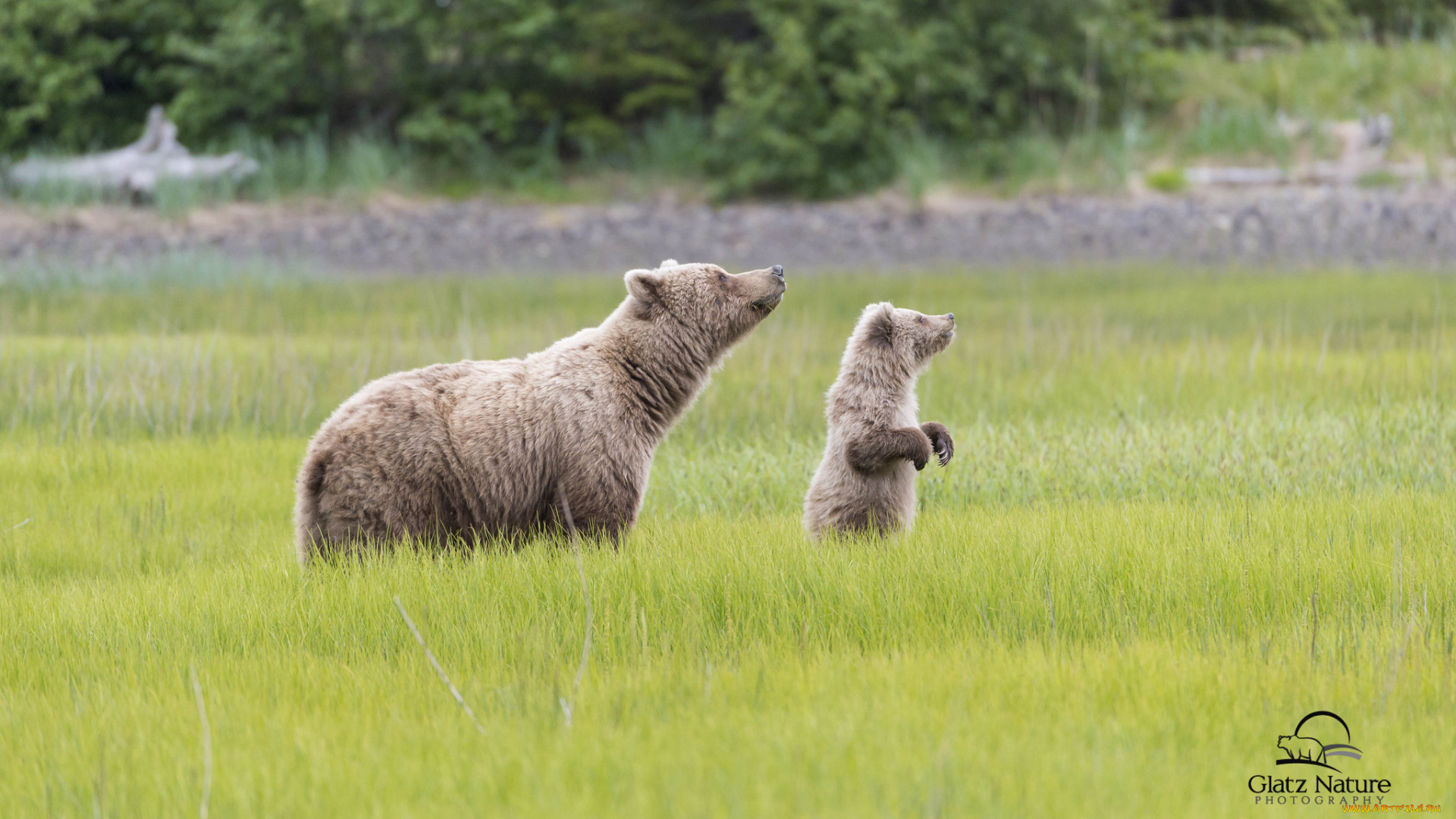 животные, медведи, семья, lake, clark, national, park, alaska, аляска, медведица, медвежонок, детёныш