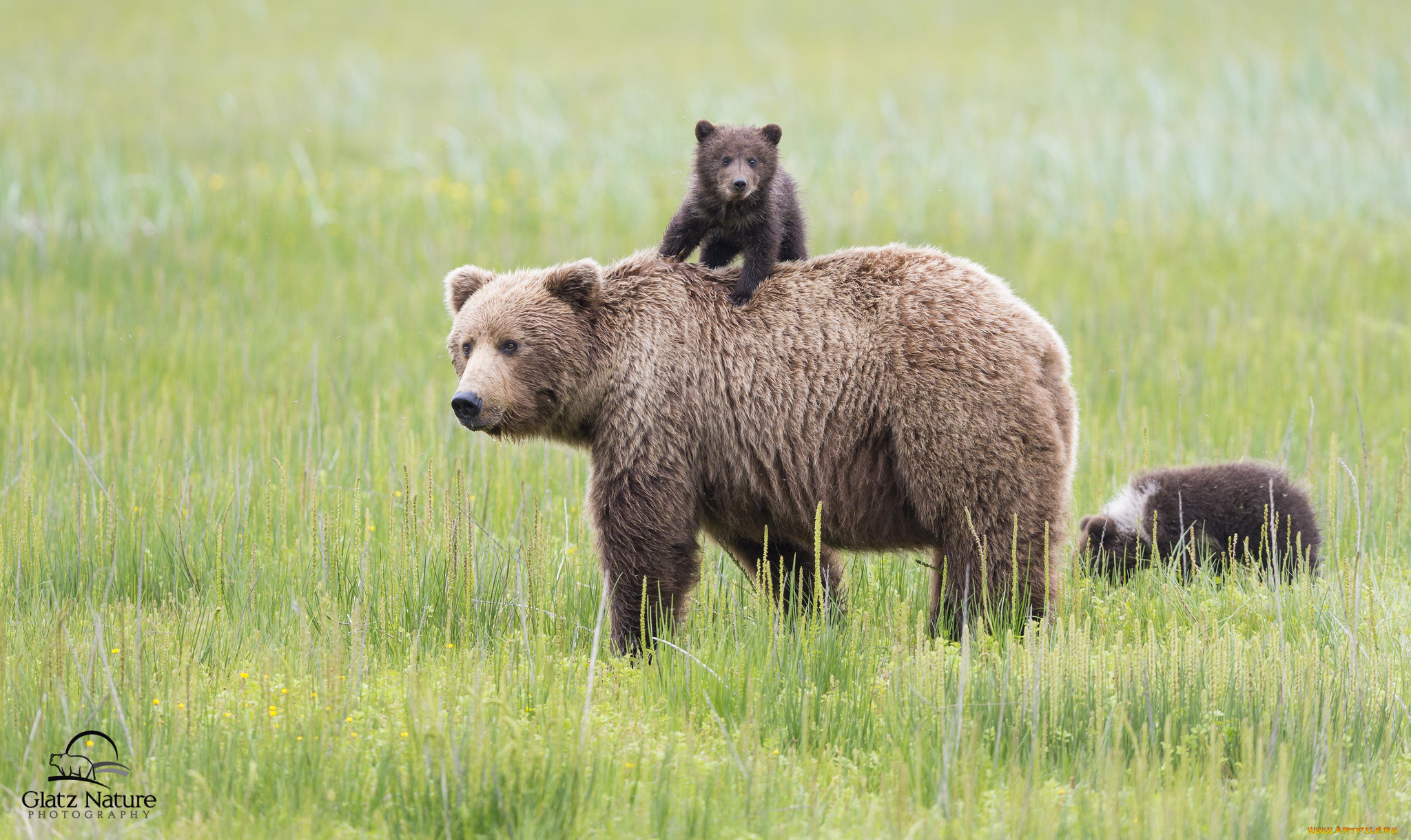 животные, медведи, семья, lake, clark, national, park, alaska, аляска, медведица, медвежата, детёныши, материнство