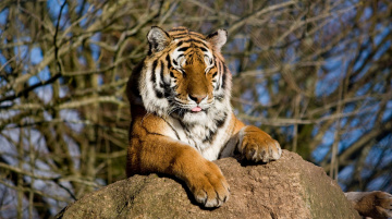 Картинка животные тигры амурский тигр морда отдых