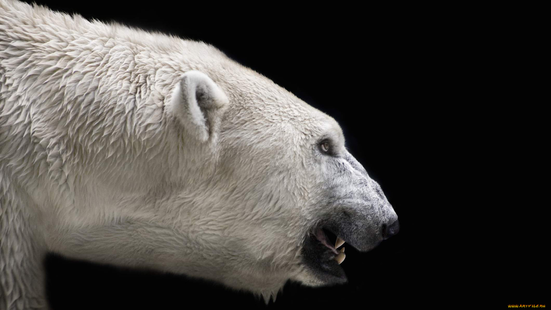 белый, полярный, медведь, животные, медведи, белый, морда, оскал, полярный, медведь, хищники, медвежьи, млекопитающие, снег, мороз, льды, шерсть, когти, пасть, клыки