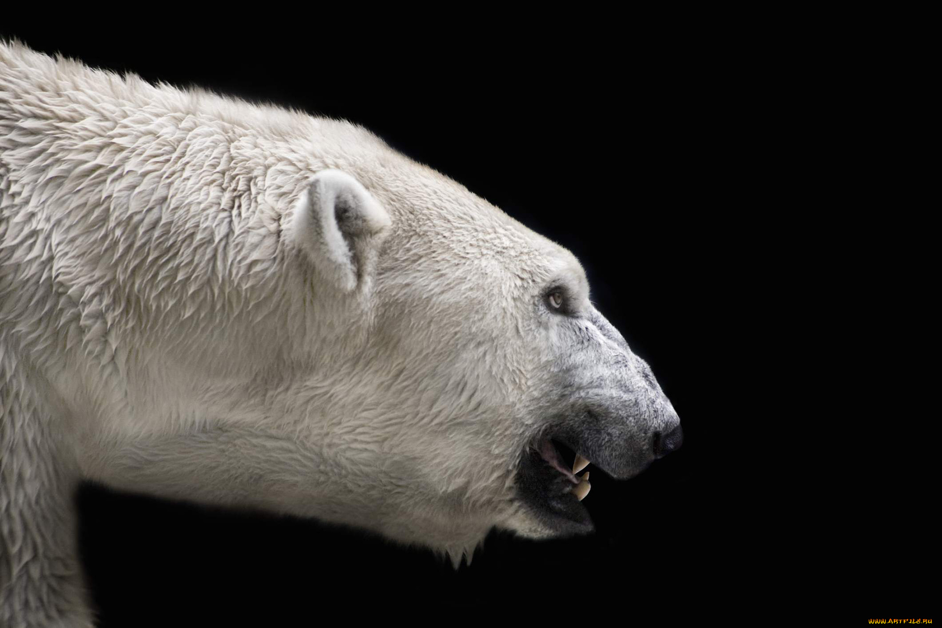 белый, полярный, медведь, животные, медведи, белый, морда, оскал, полярный, медведь, хищники, медвежьи, млекопитающие, снег, мороз, льды, шерсть, когти, пасть, клыки
