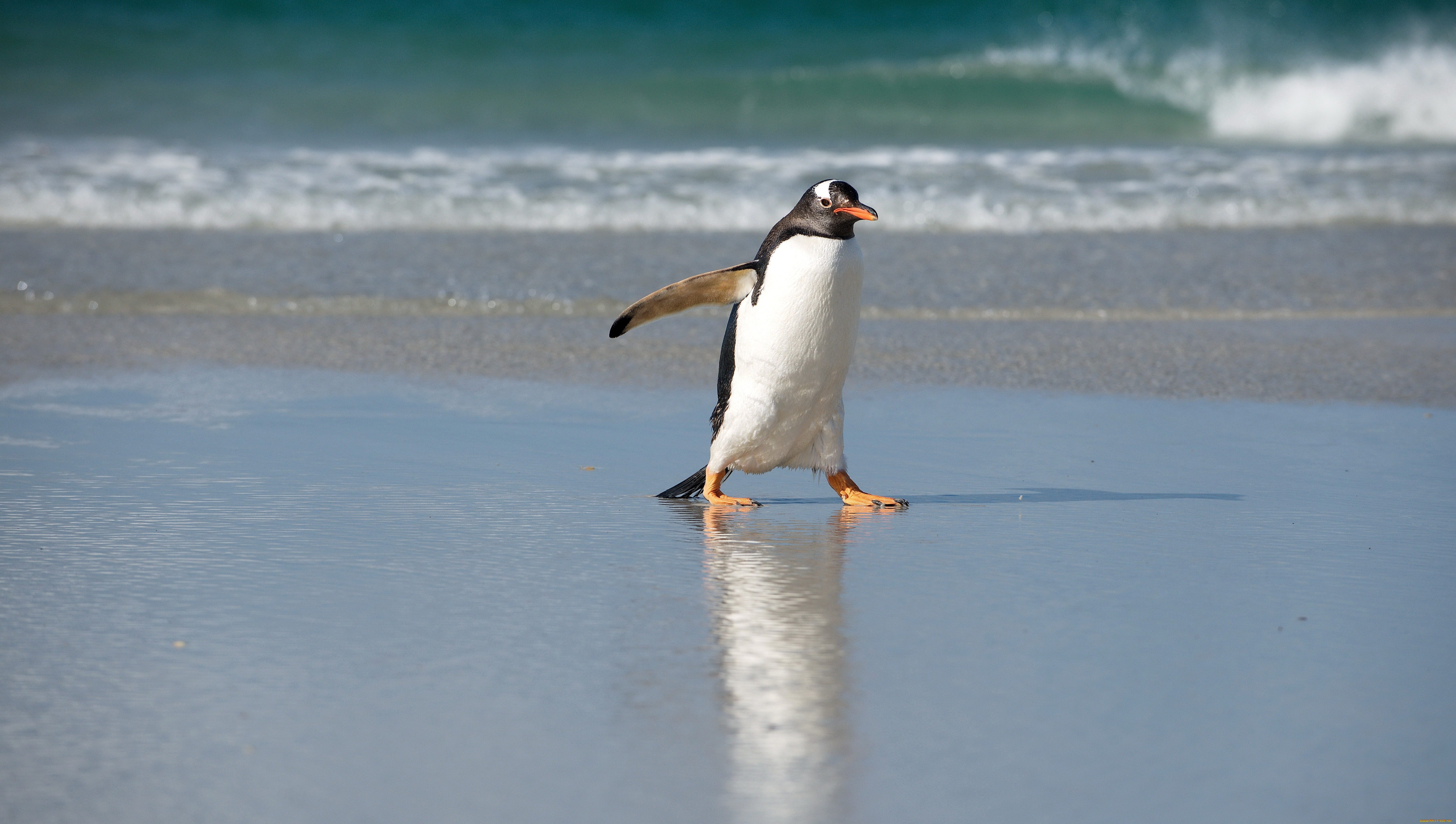 субантарктический, пингвин, животные, пингвины, вода, море, океан