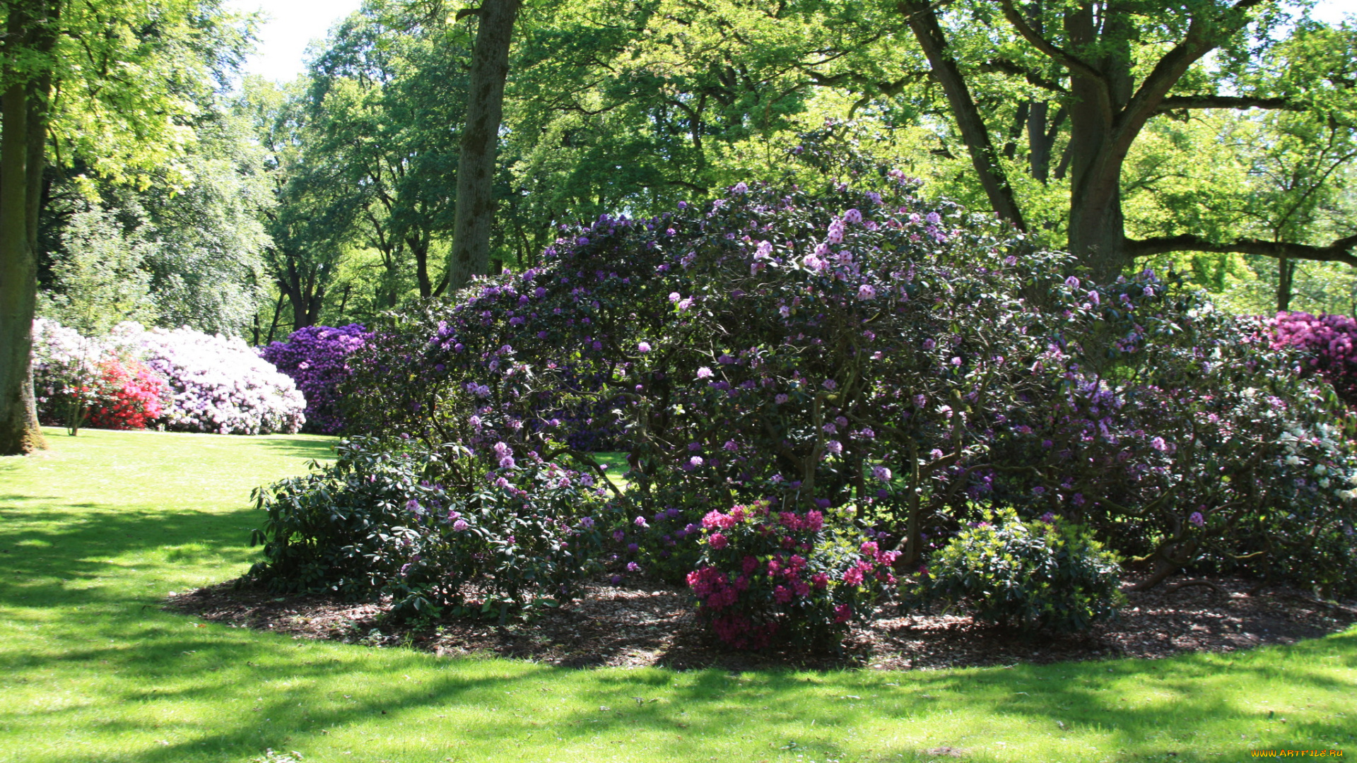 rhododendronpark, bremen, германия, природа, парк, кусты