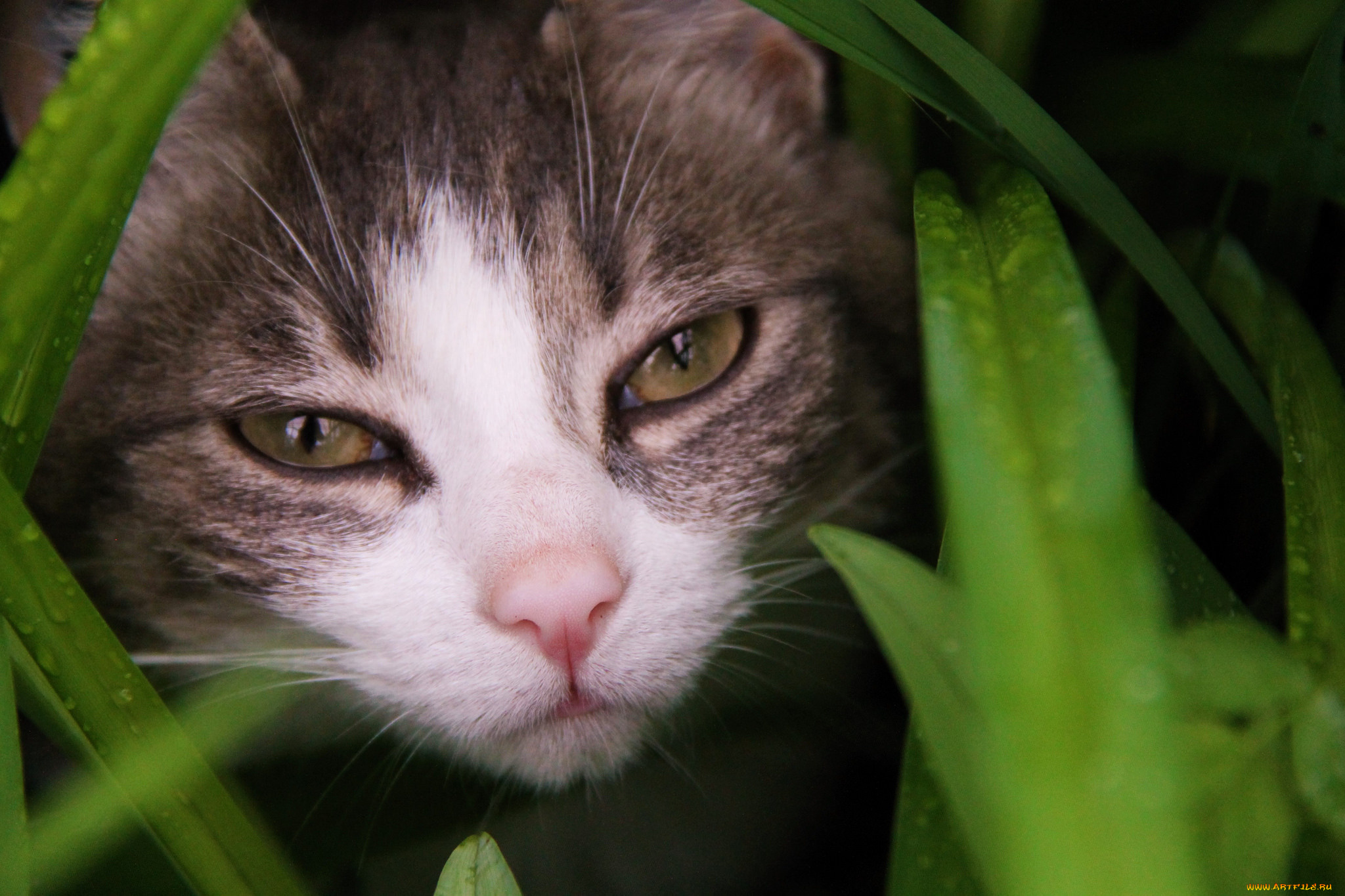 животные, коты, трава, глаза, взгляд, кошак, кот