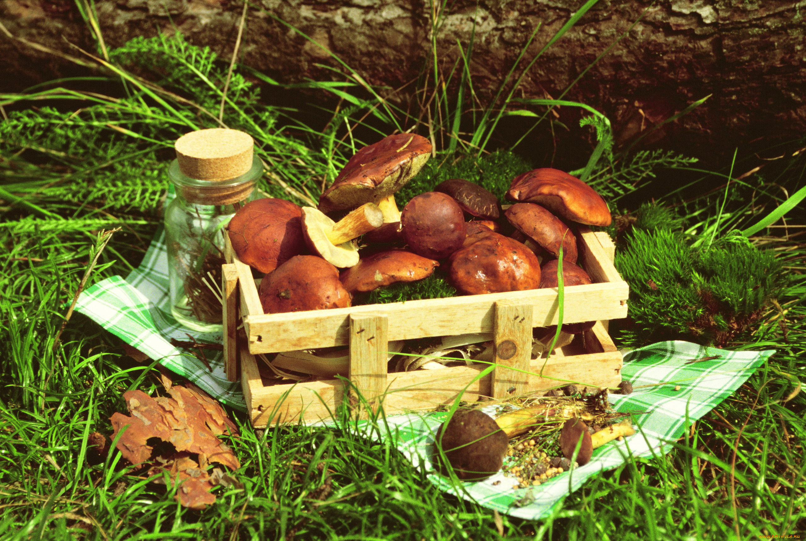 еда, грибы, , грибные, блюда, трава, ящик, лесные