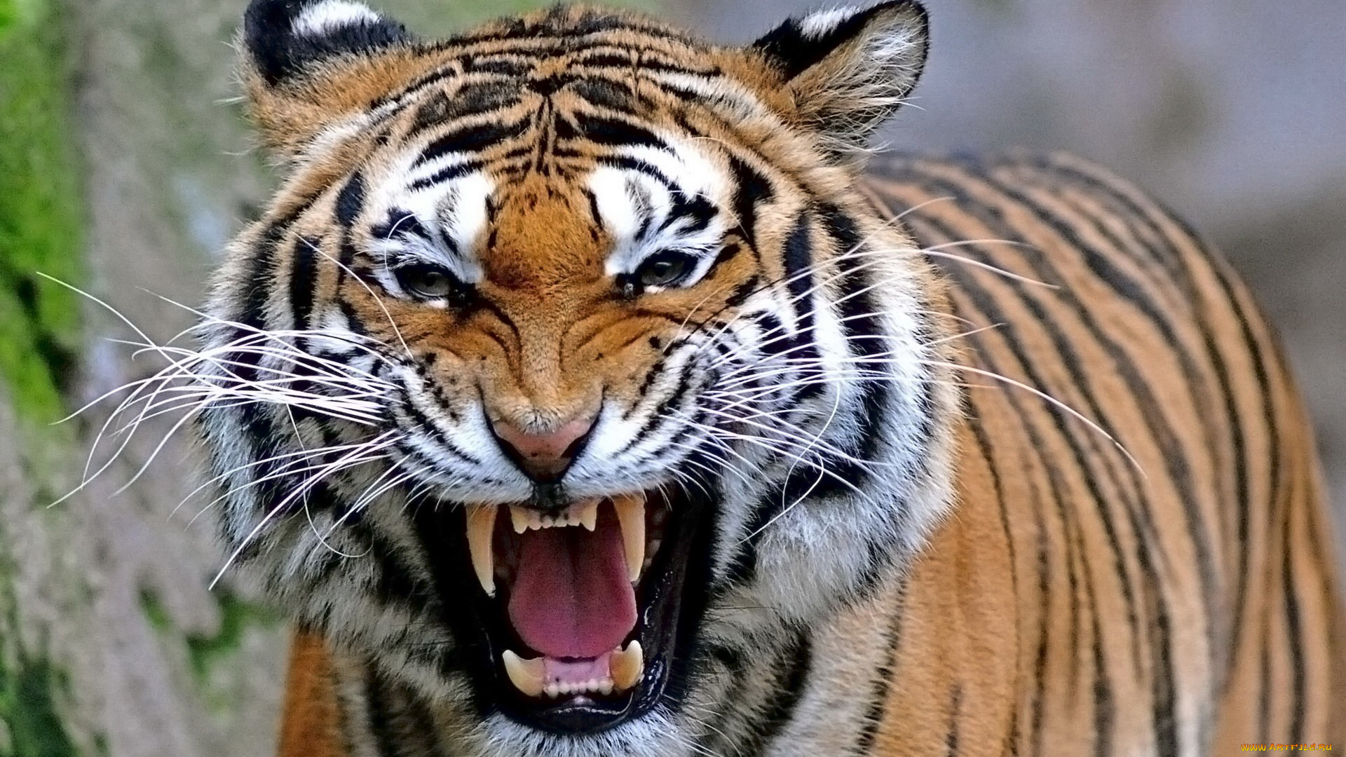 животные, тигры, пасть, морда, хищник, тигр, усы, оскал, взгляд