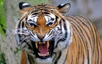 Картинка животные тигры пасть морда хищник тигр усы оскал взгляд