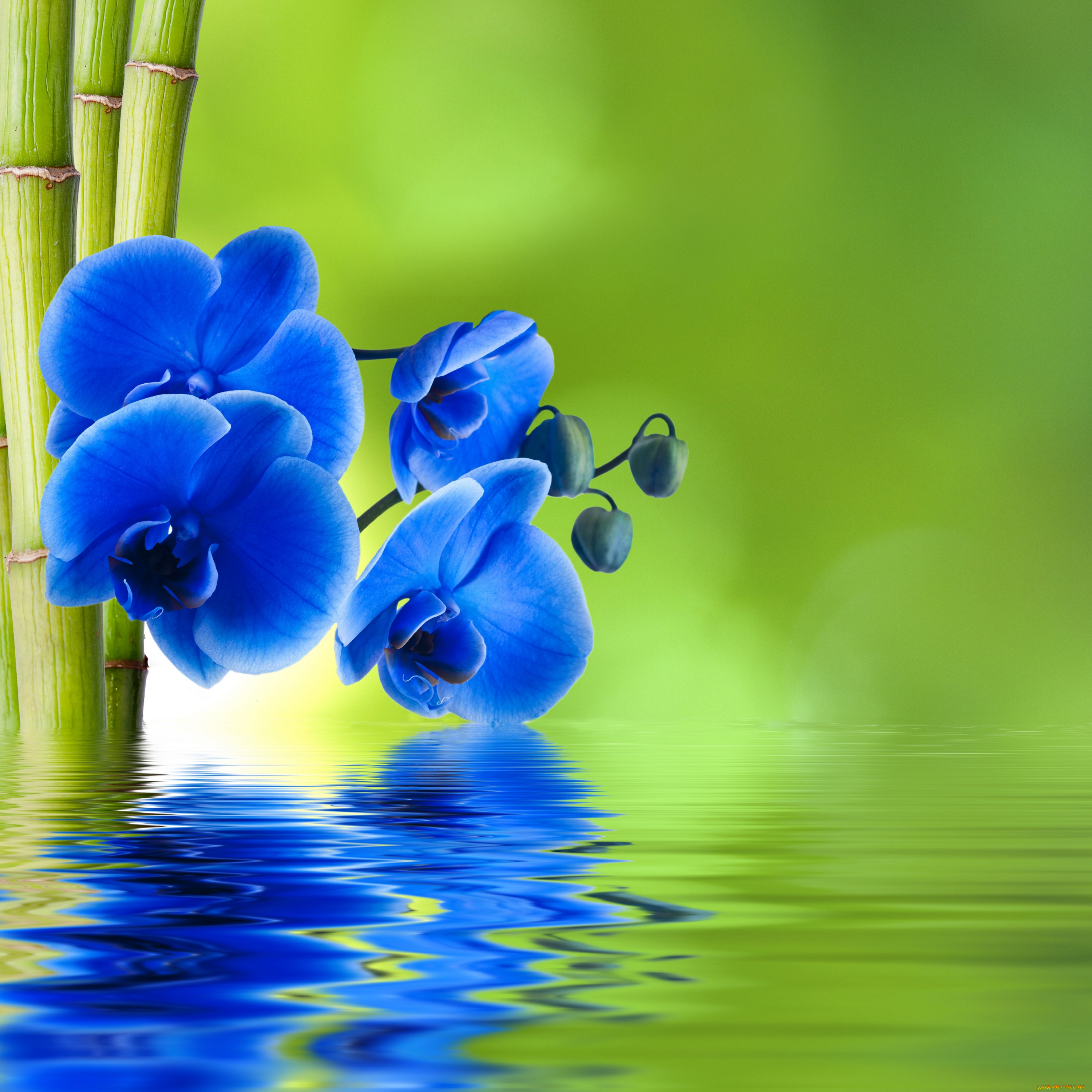 цветы, орхидеи, синяя, орхидея, бамбук, вода, фон, отражение