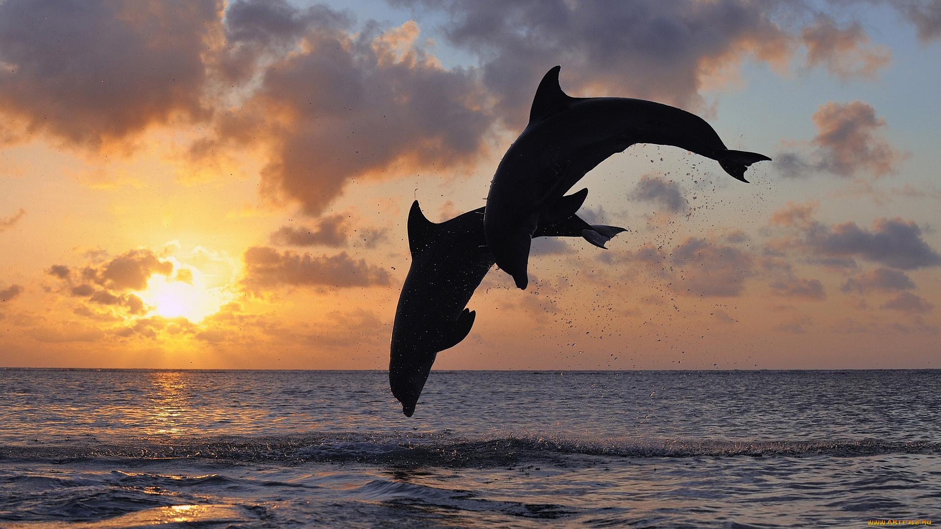 животные, дельфины, даль, прыжок, пейзаж, тело, силуэт, рассвет, горизонт, пара, небо, море