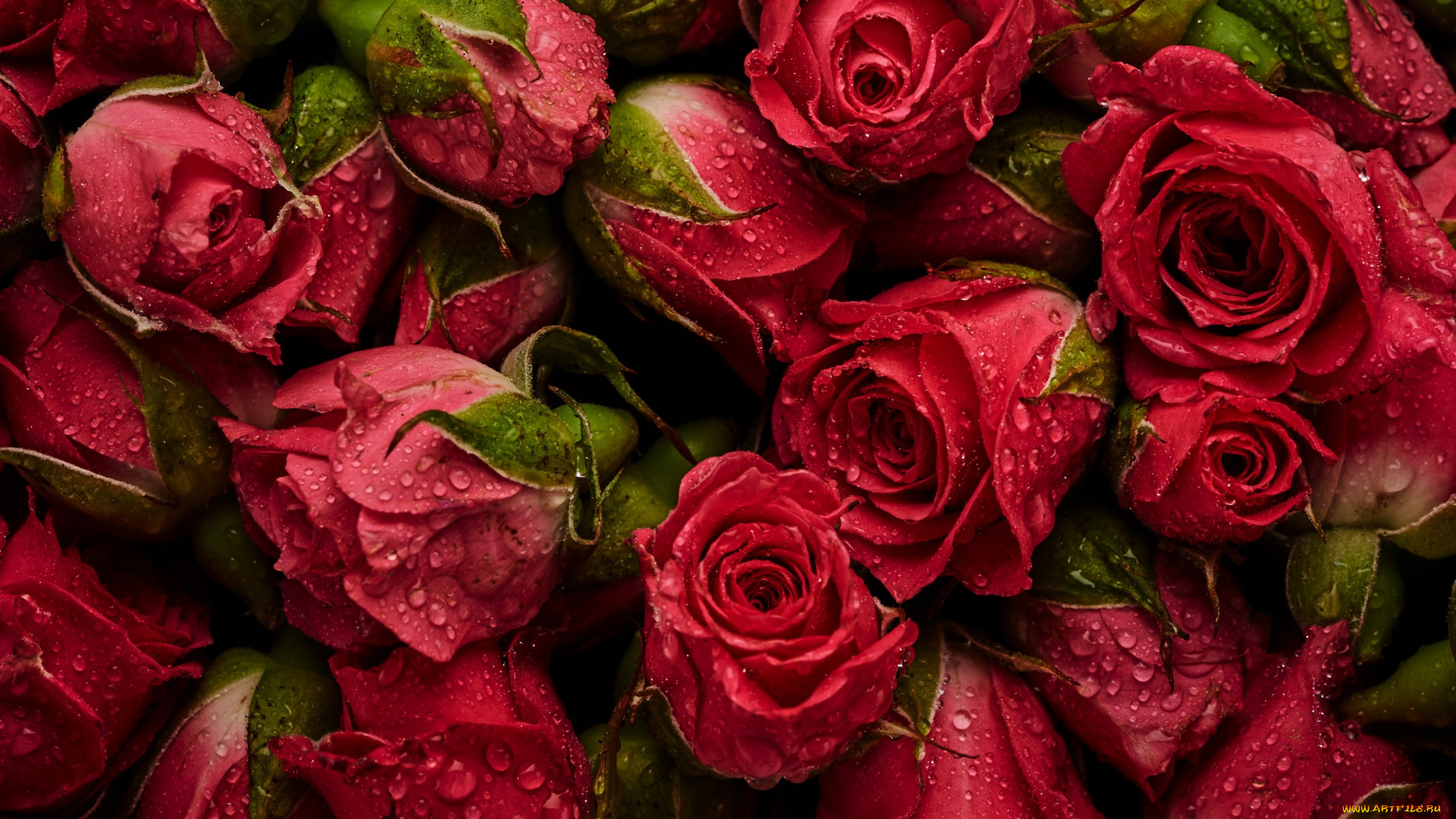 цветы, розы, natural, roses, красные, фон, бутоны, background, fresh, flowers, red