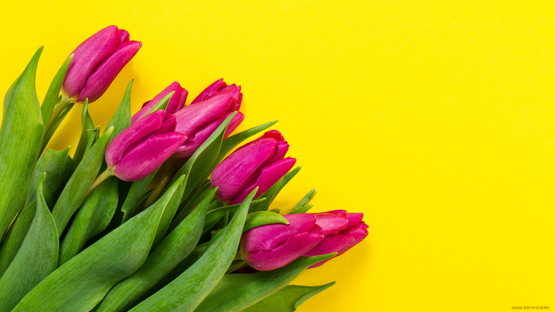 цветы, тюльпаны, colorful, fresh, flowers, spring, букет, yellow, purple, tulips