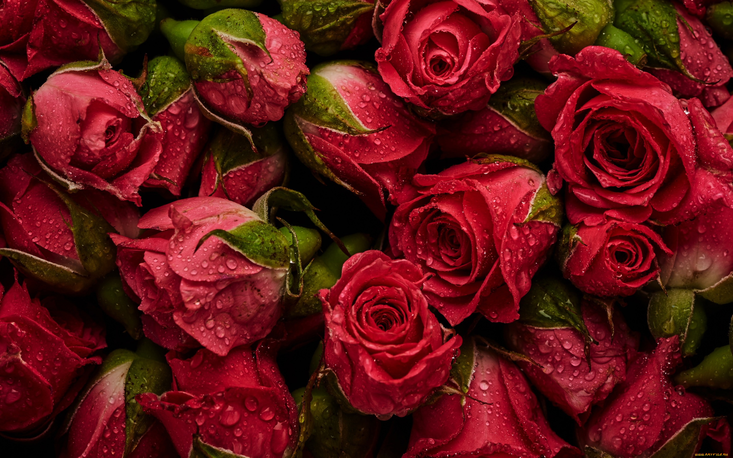 цветы, розы, natural, roses, красные, фон, бутоны, background, fresh, flowers, red