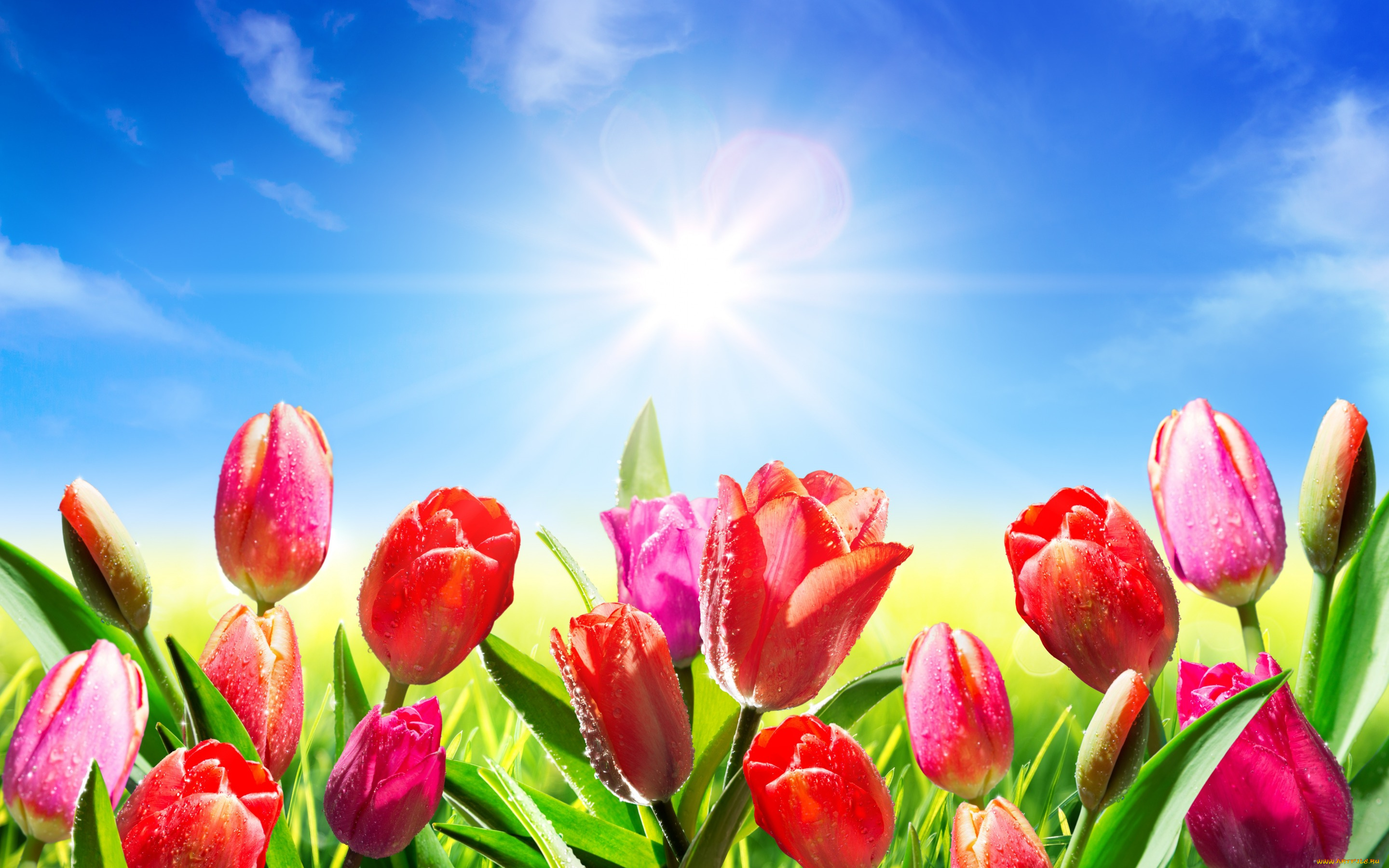 цветы, тюльпаны, солнце, sky, капли, роса, spring, meadow, небо, весна, fresh, flowers, colorul, tulips, pink, sunlight