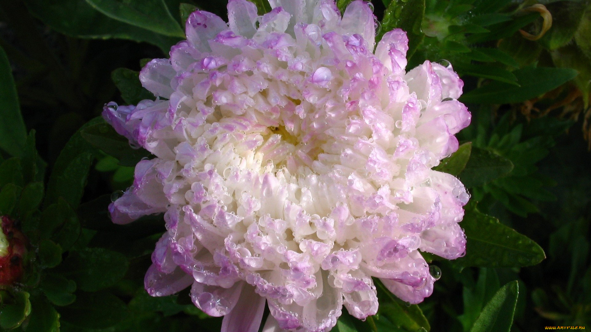 автор, danaka, цветы, хризантемы, лепестки, капли