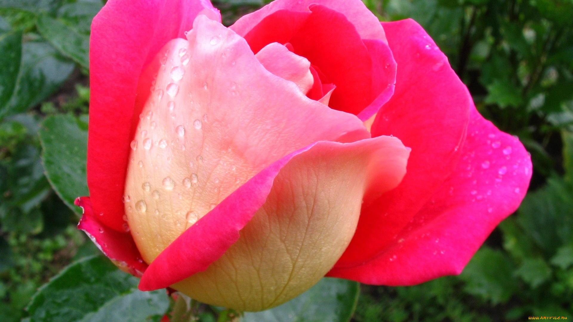 автор, danaka, цветы, розы, розовый