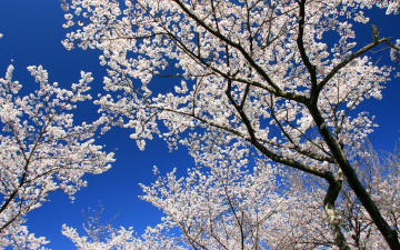 Картинка цветы сакура вишня небо ветки