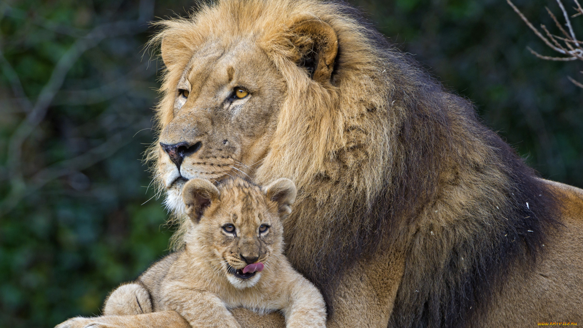 животные, львы, сын, отец