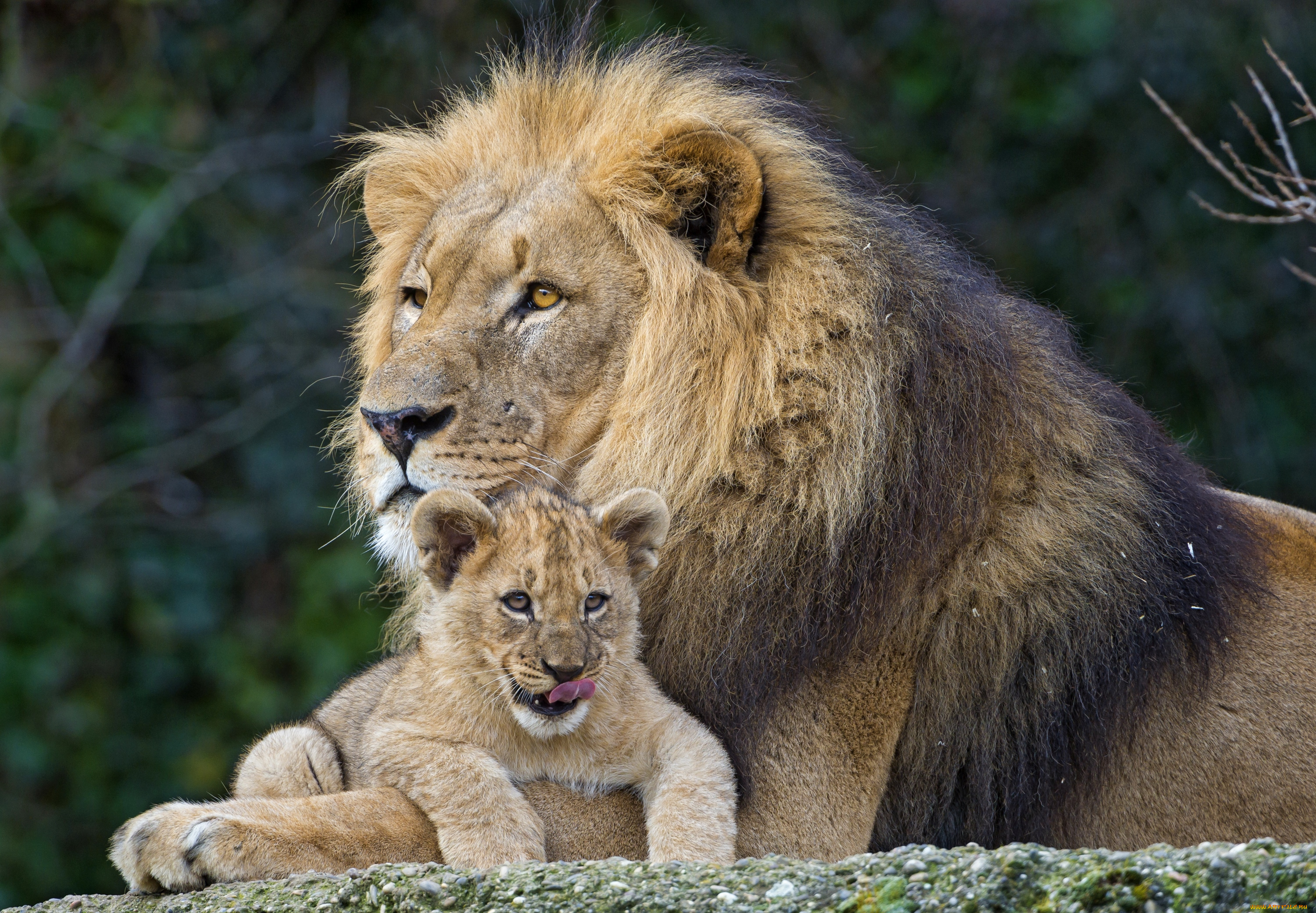 животные, львы, сын, отец