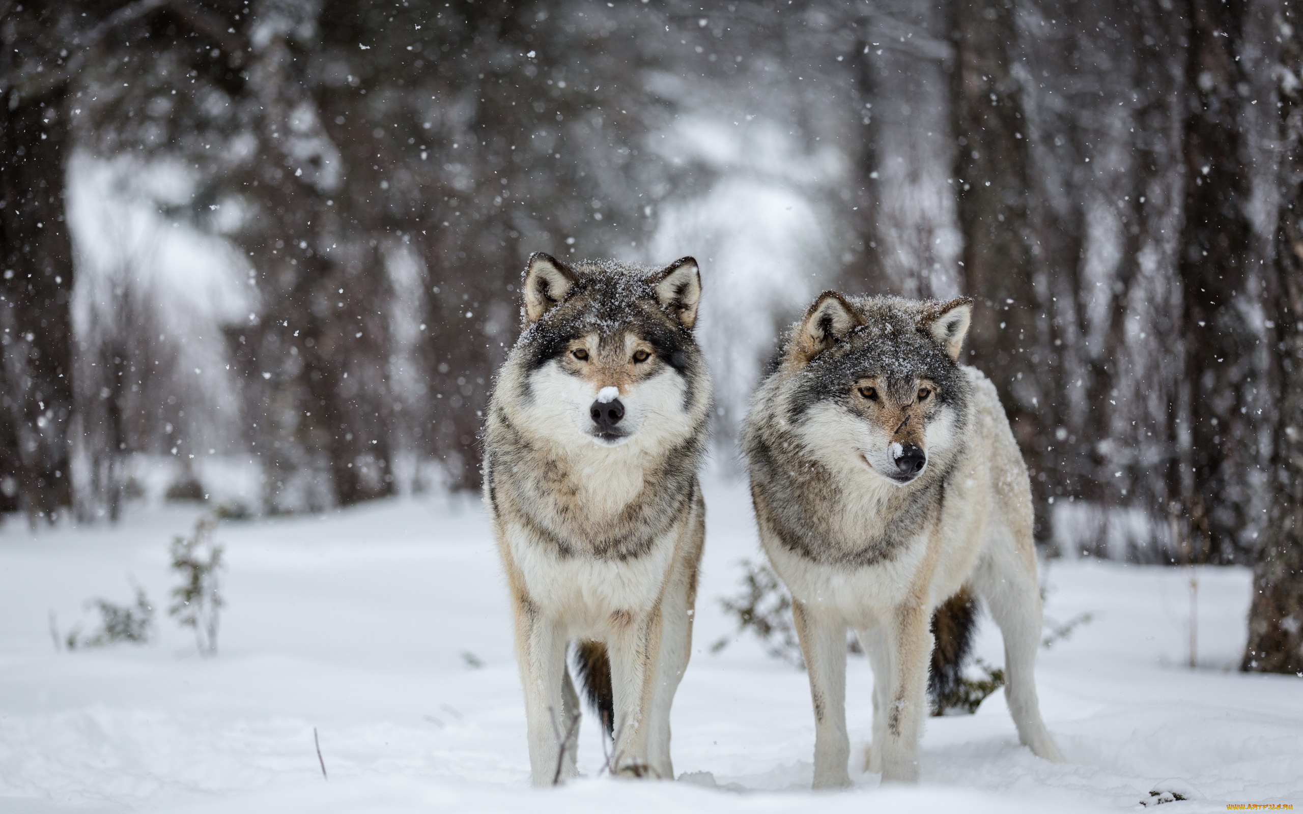 животные, волки, , койоты, , шакалы, снег, природа
