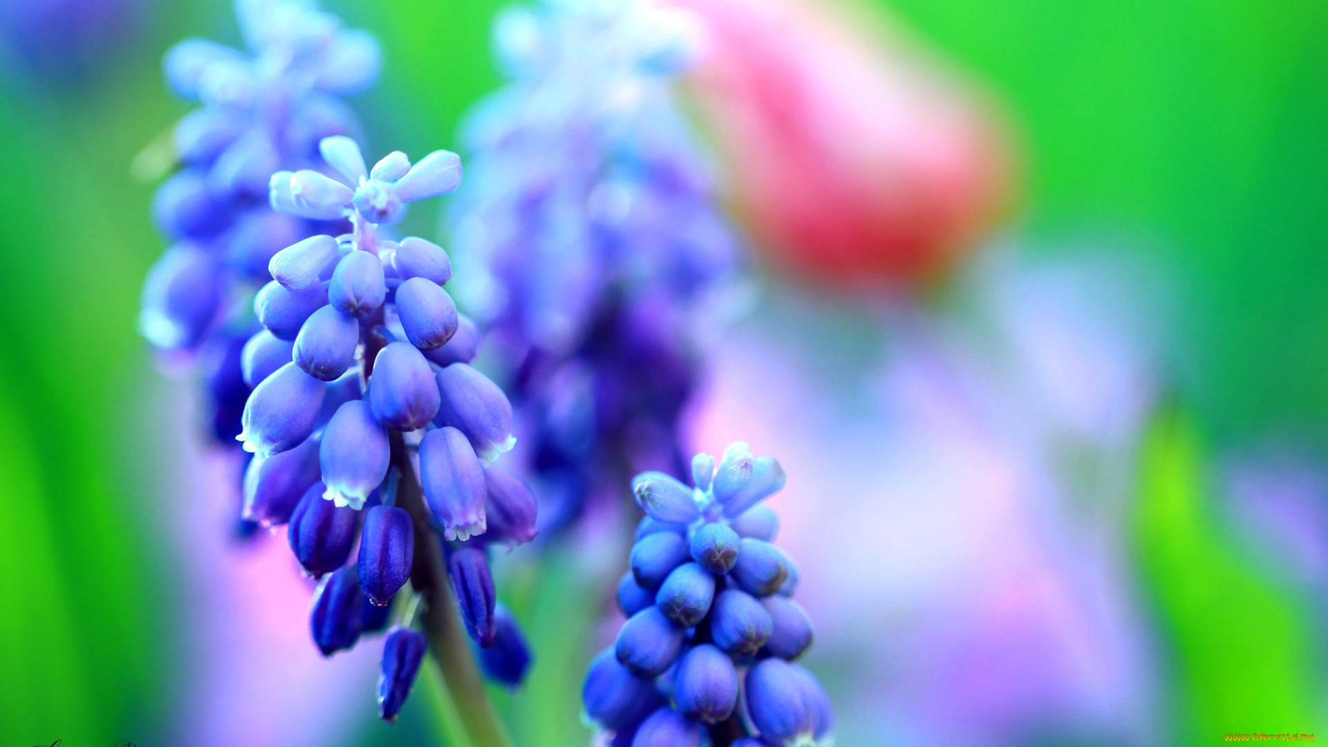 цветы, гиацинты, синий, боке