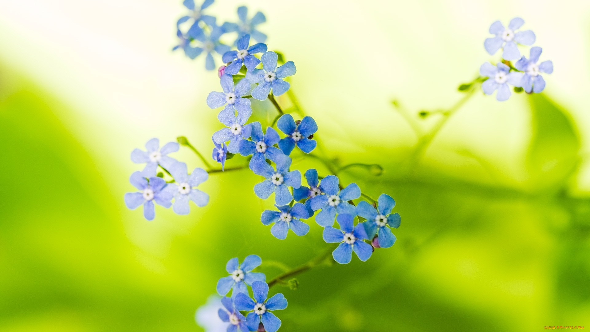 цветы, незабудки, голубые