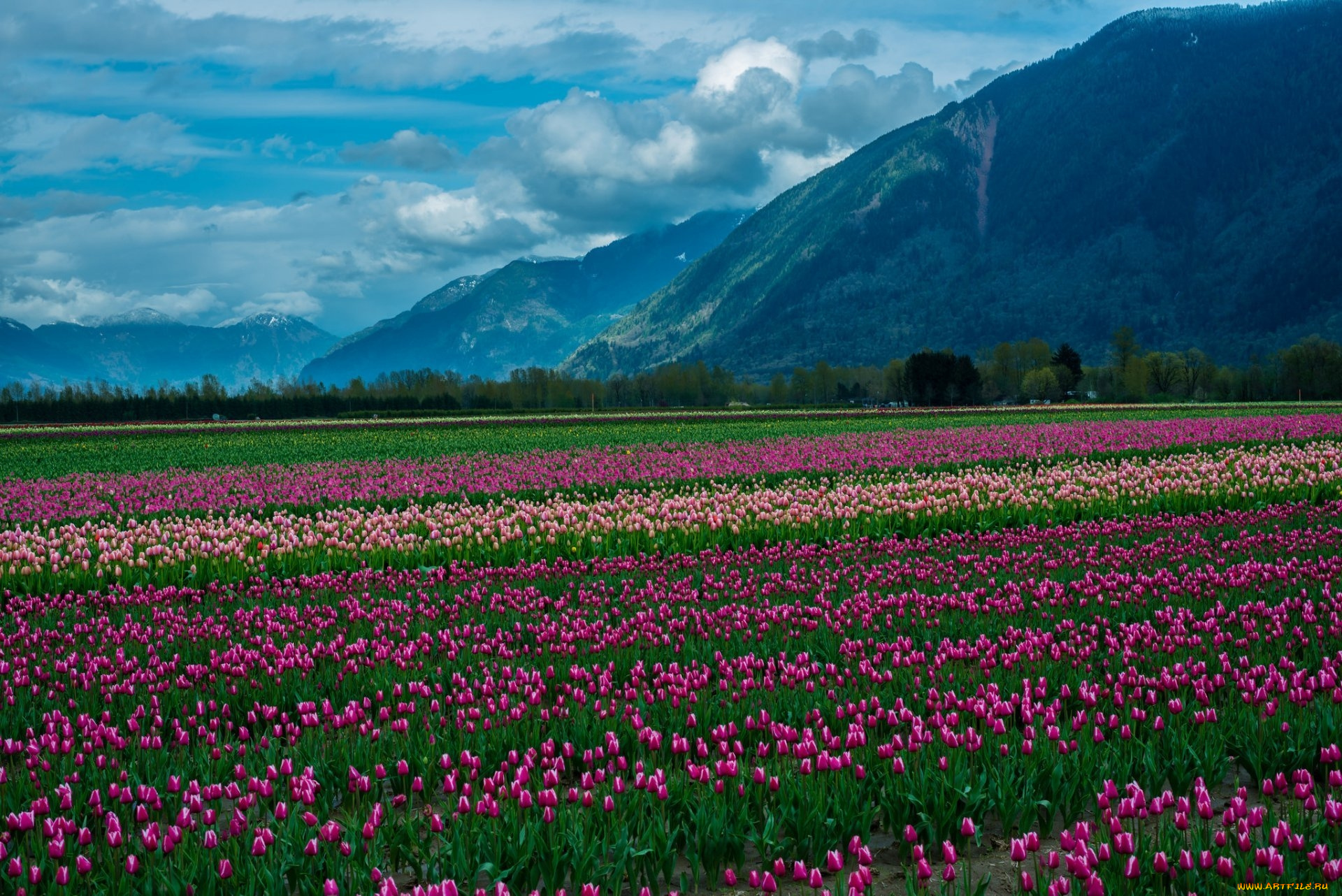 цветы, тюльпаны, горы, поле