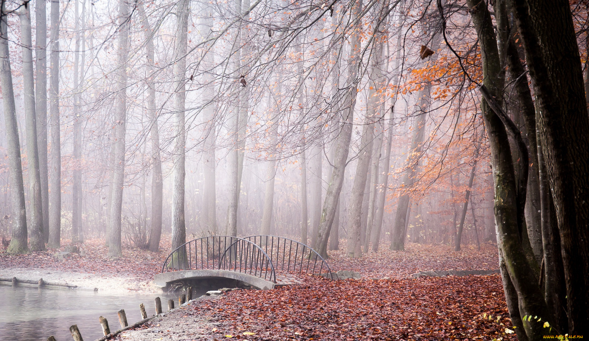 природа, парк, туман, осень, мост