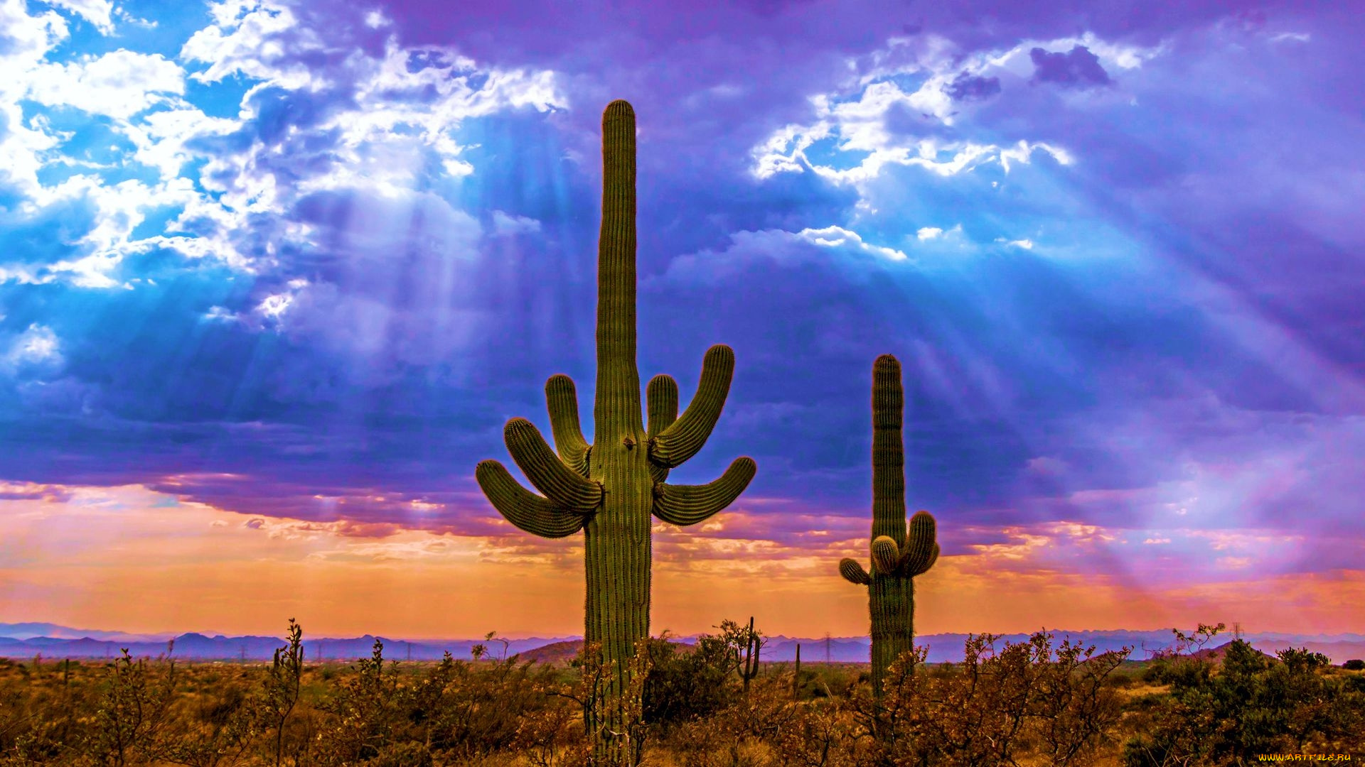 saguaro, cactus, north, scottsdale, arizona, природа, деревья, saguaro, cactus, north, scottsdale