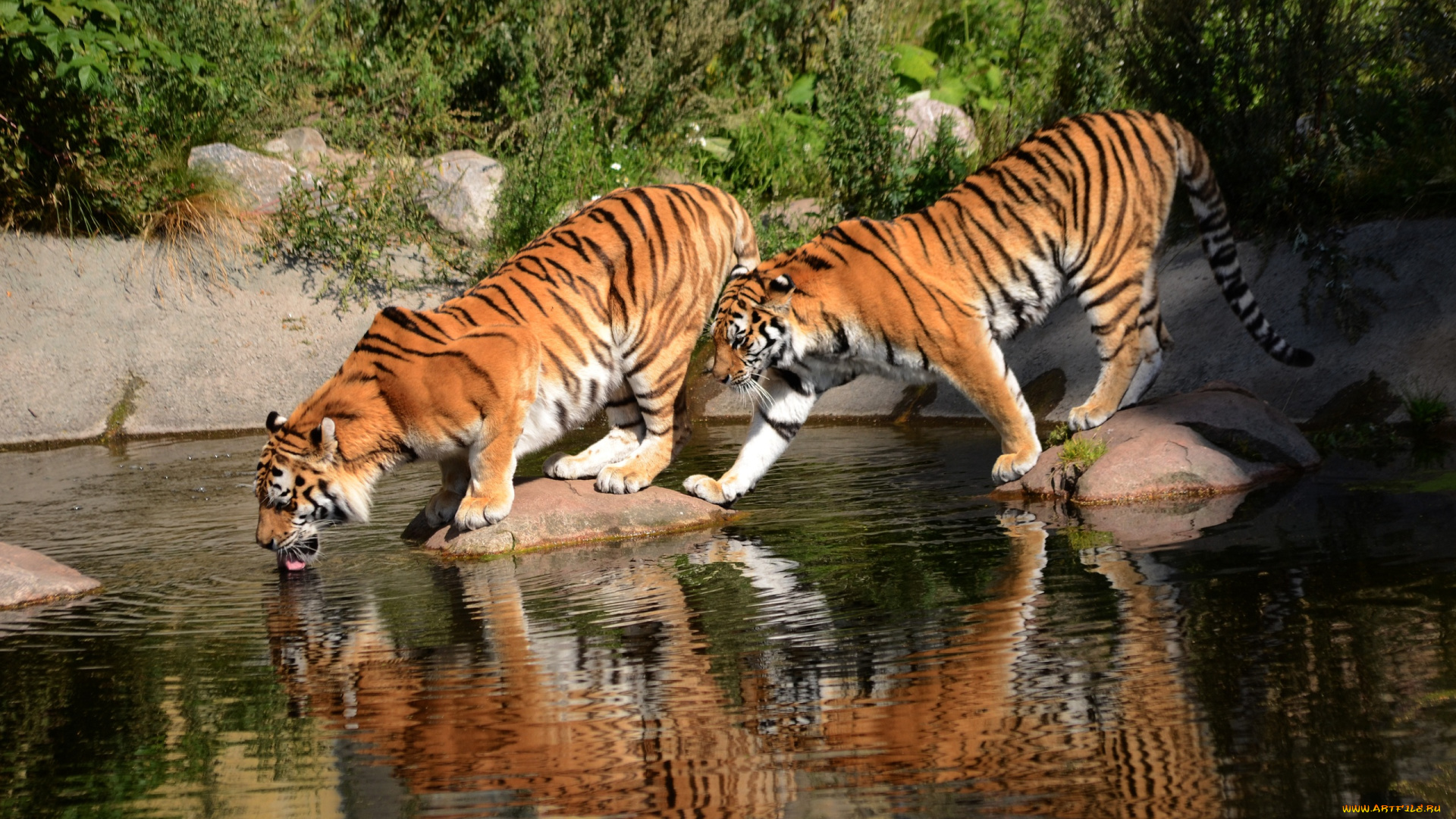 животные, тигры, водопой, амурские