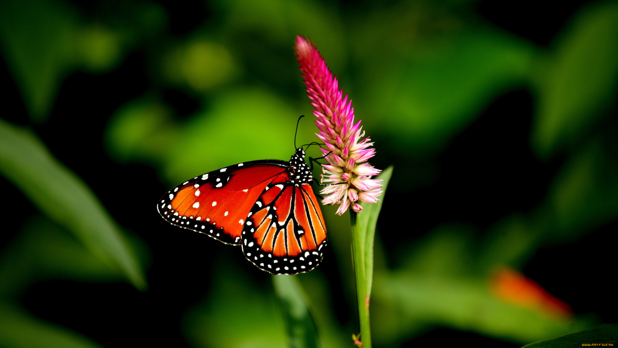 животные, бабочки, , мотыльки, , моли, бабочка, крылья, поле, сад, лепестки, цветок