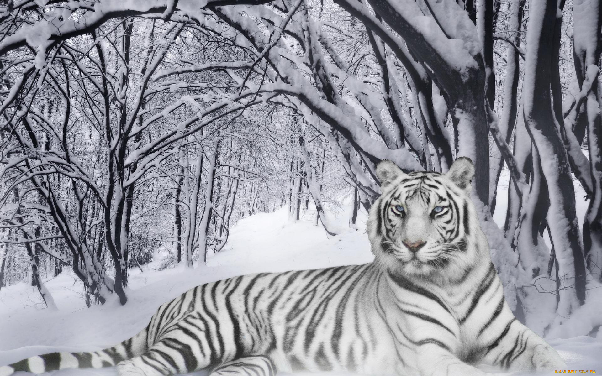 разное, компьютерный, дизайн, зима, лес, снег, тигр, белый