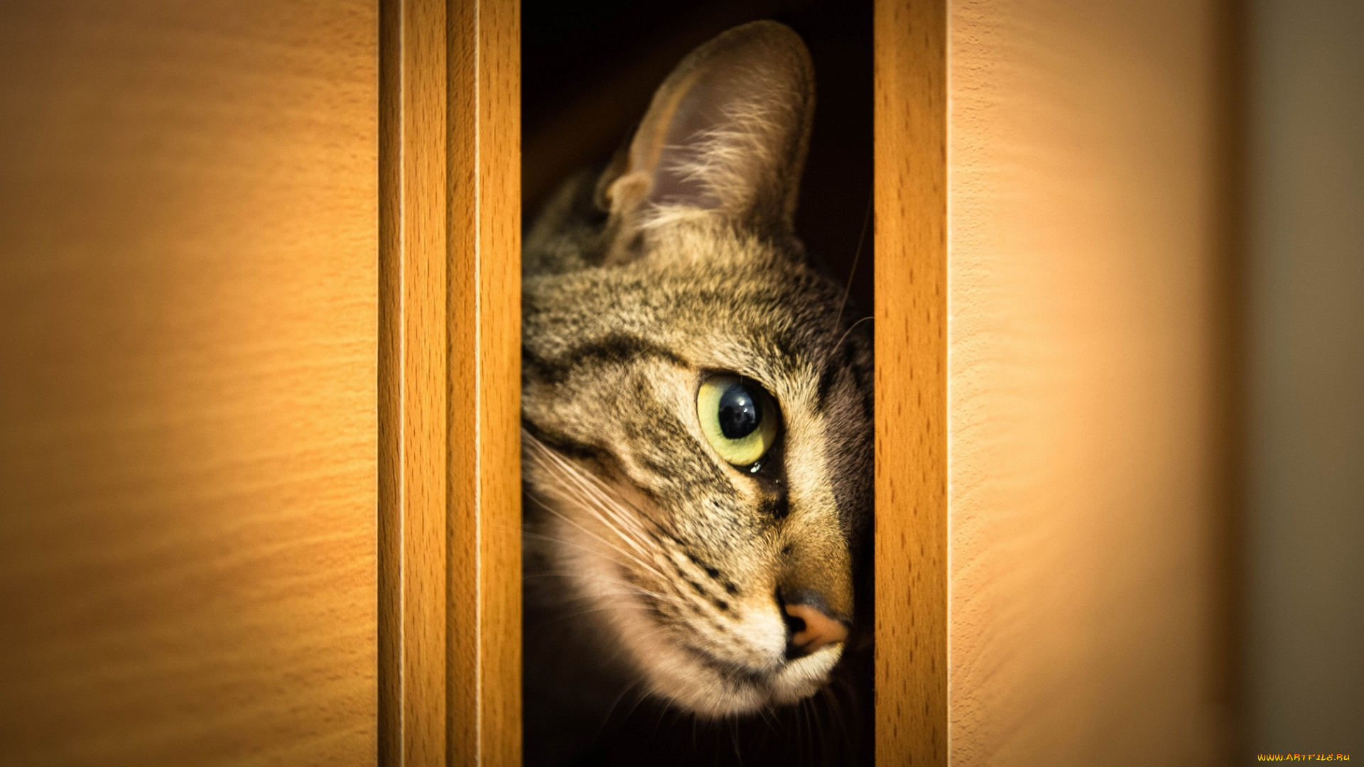 животные, коты, взгляд, шкаф, выглядывает, дверцы, морда, кошка, кот