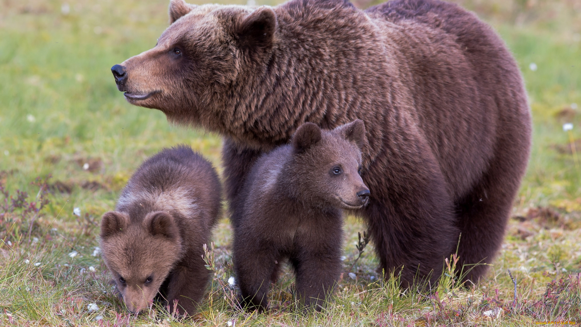 животные, медведи, семья
