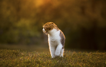 Картинка животные коты шотландская вислоухая
