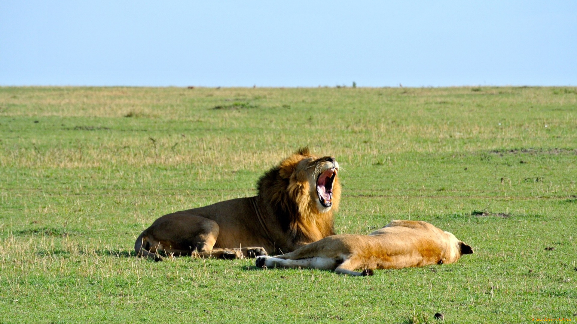 животные, львы, самец, самка, открытая, пасть, трава