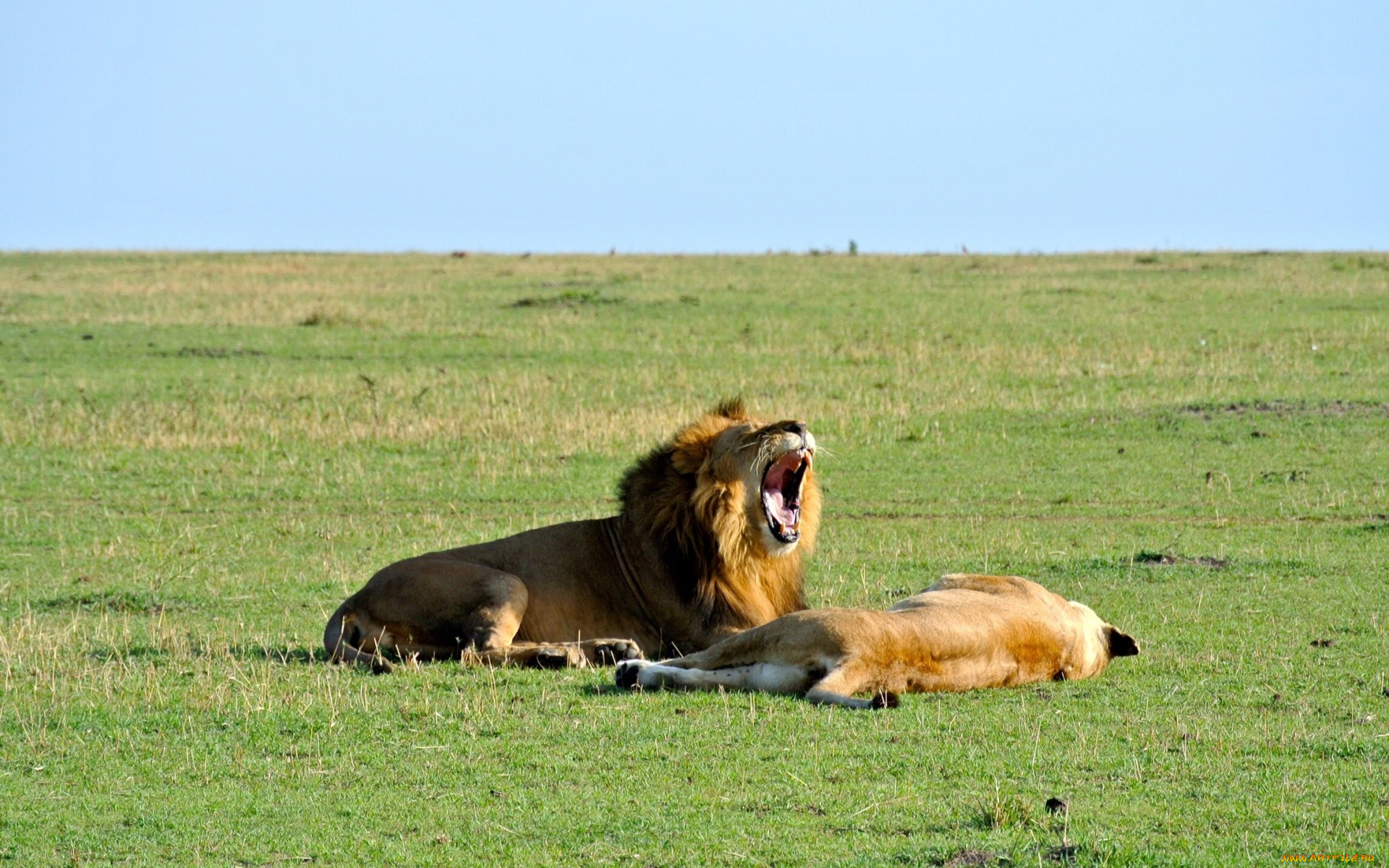 животные, львы, самец, самка, открытая, пасть, трава