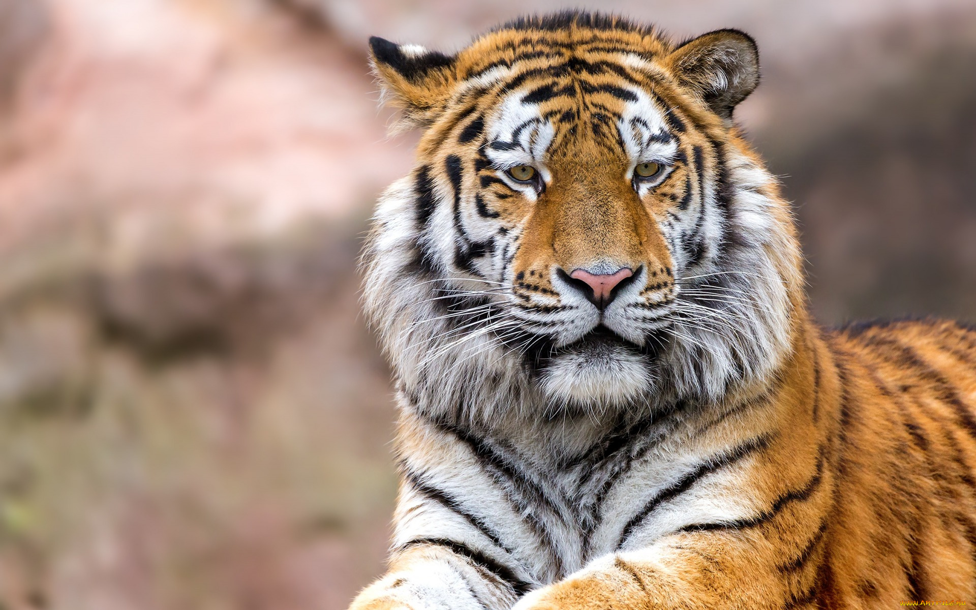 животные, тигры, морда, профиль, взгляд