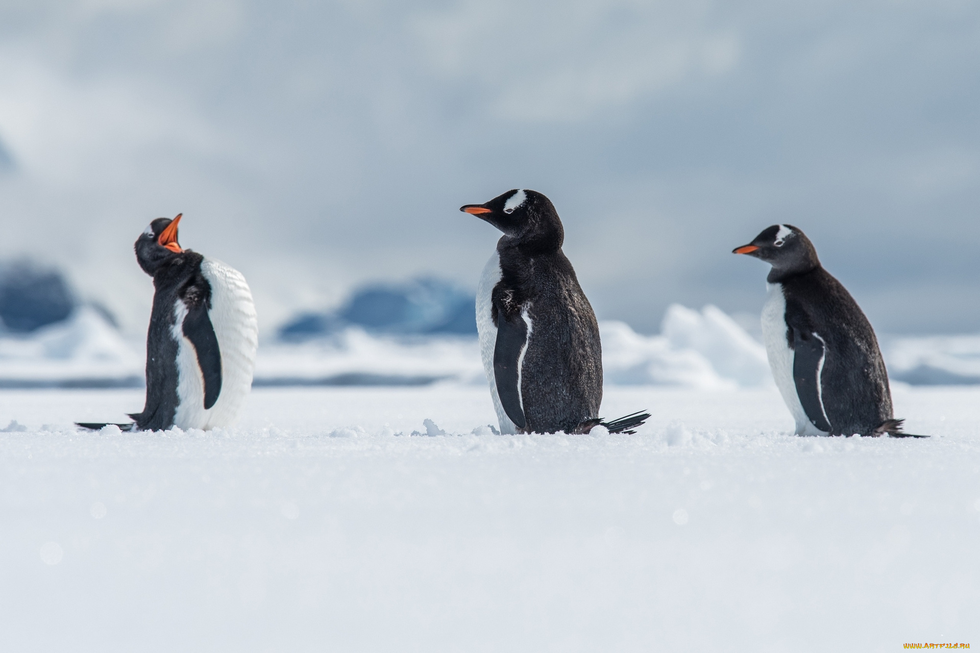 животные, пингвины, зима
