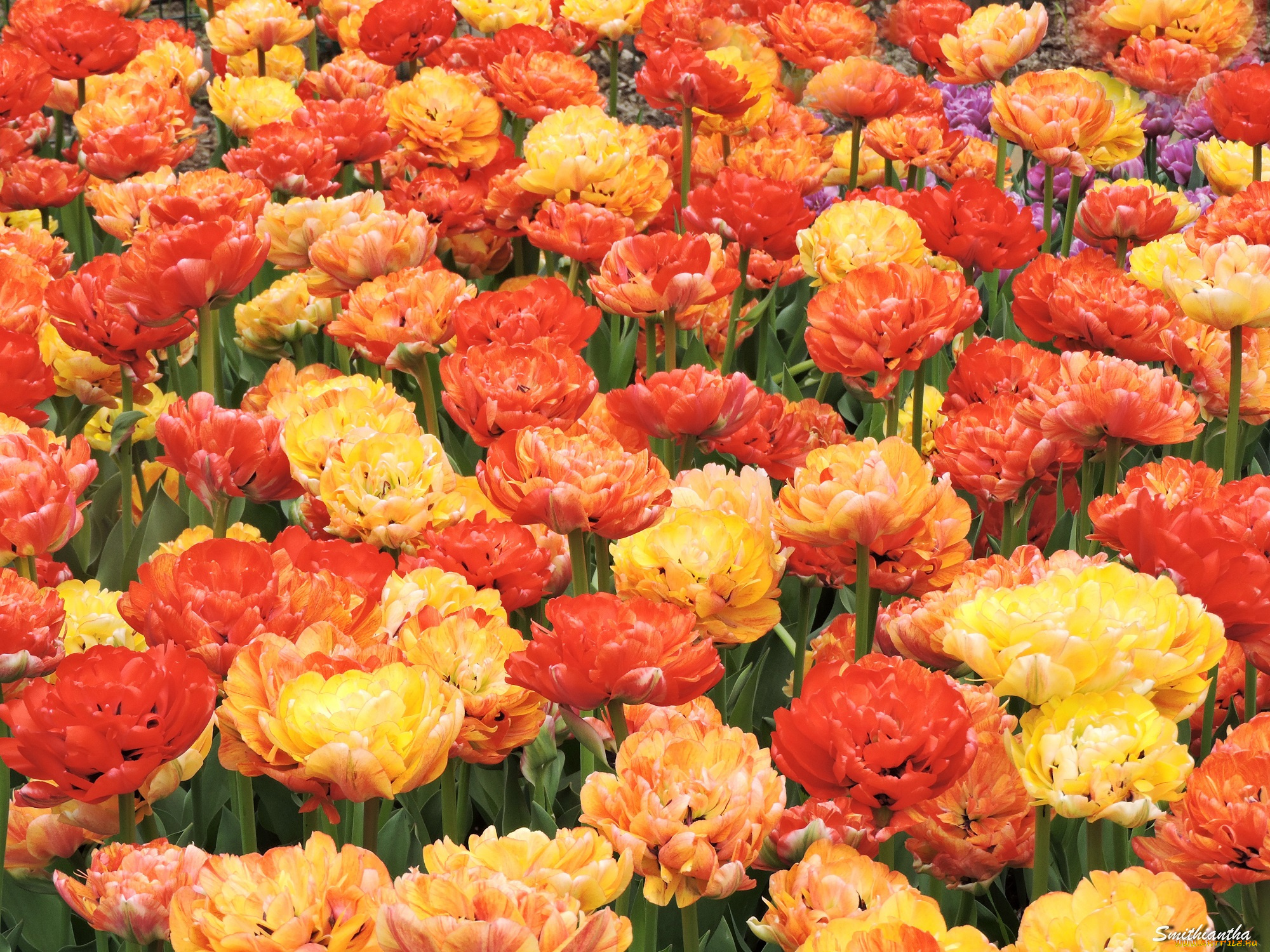 цветы, тюльпаны, красота, фото, пионовидные, весна